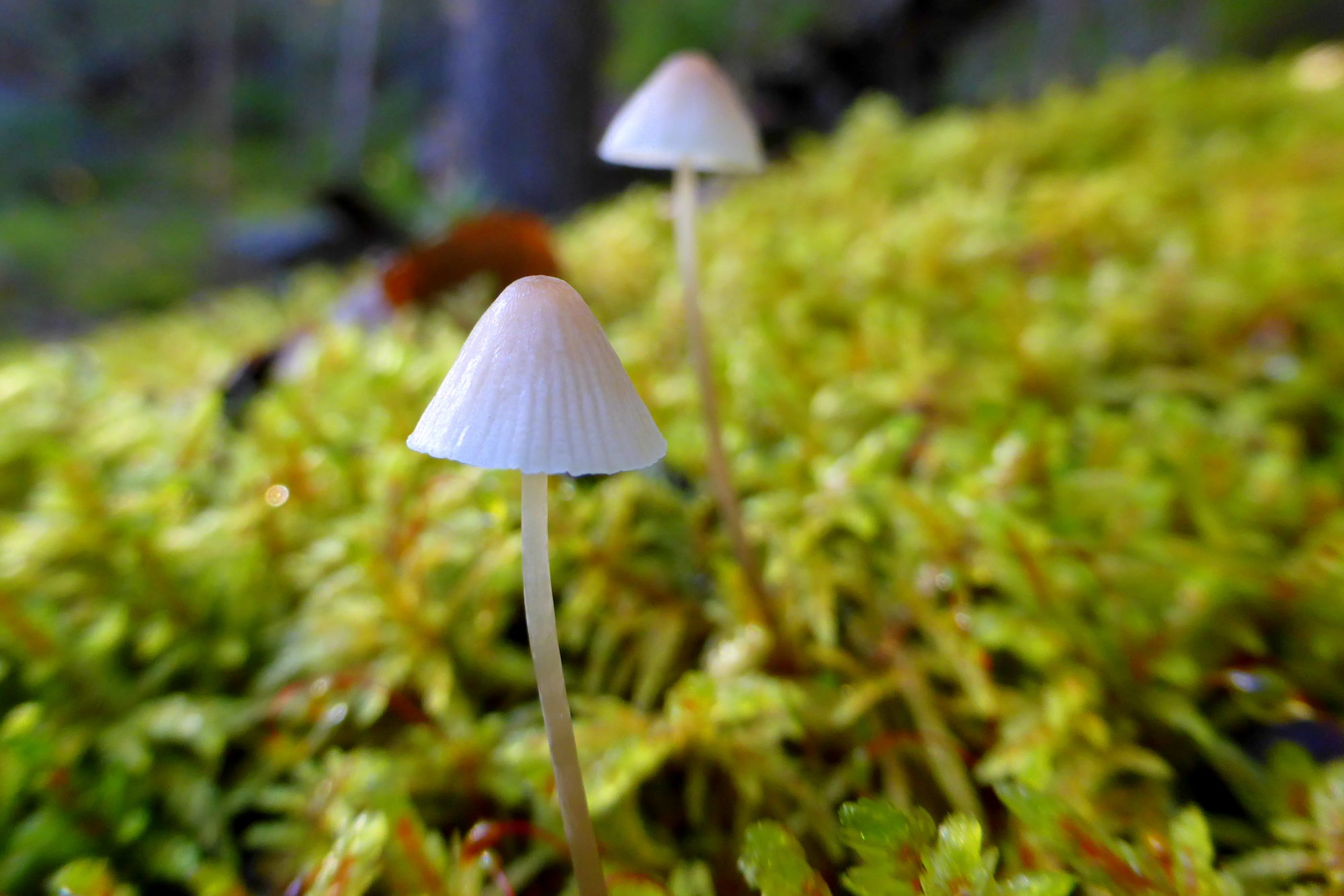 Valokuvaaja: Kaarlo Asikainen