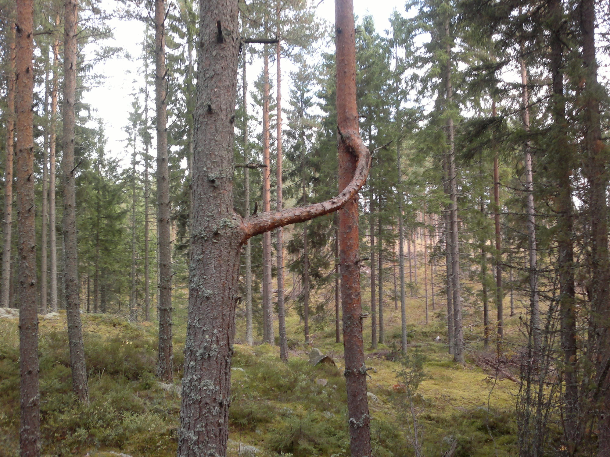 Valokuvaaja: Martti Huttunen
