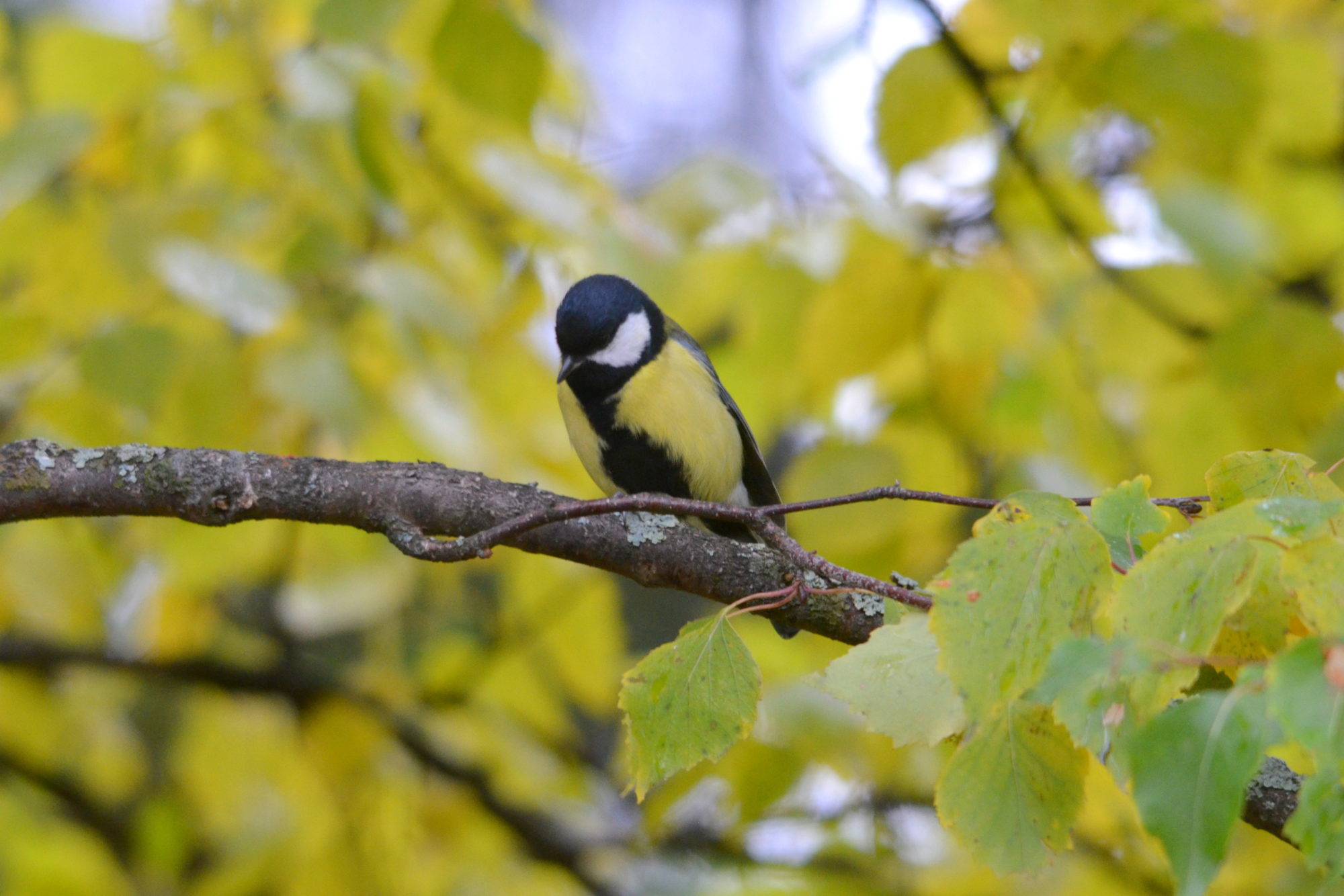 Valokuvaaja: Kaarlo Asikainen