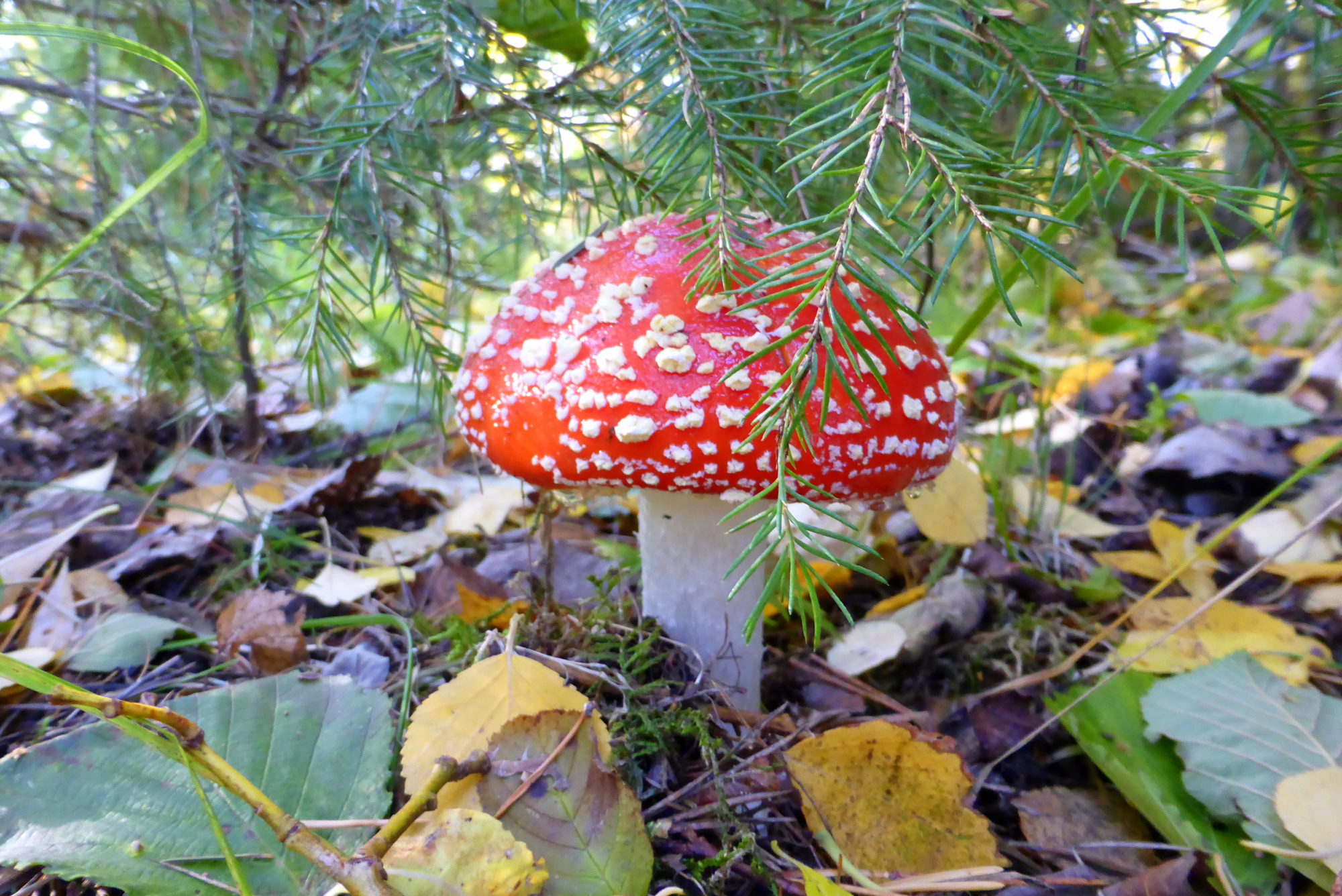 Valokuvaaja: Kaarlo Asikainen