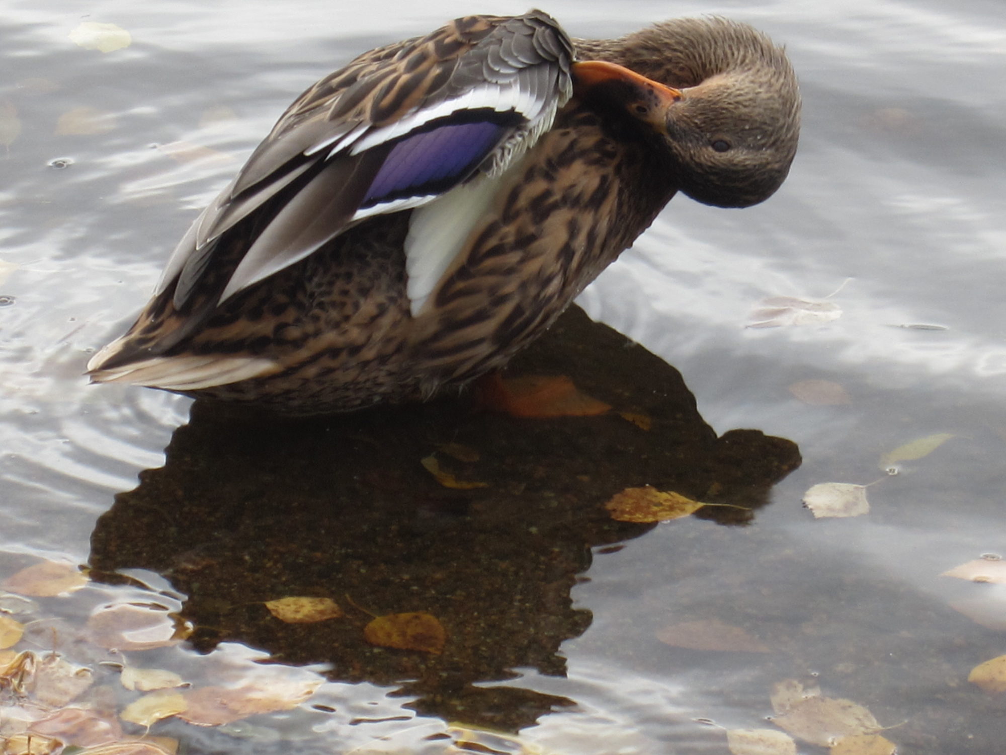 Valokuvaaja: Marita Portin Valokuvaaja: Marita Portin