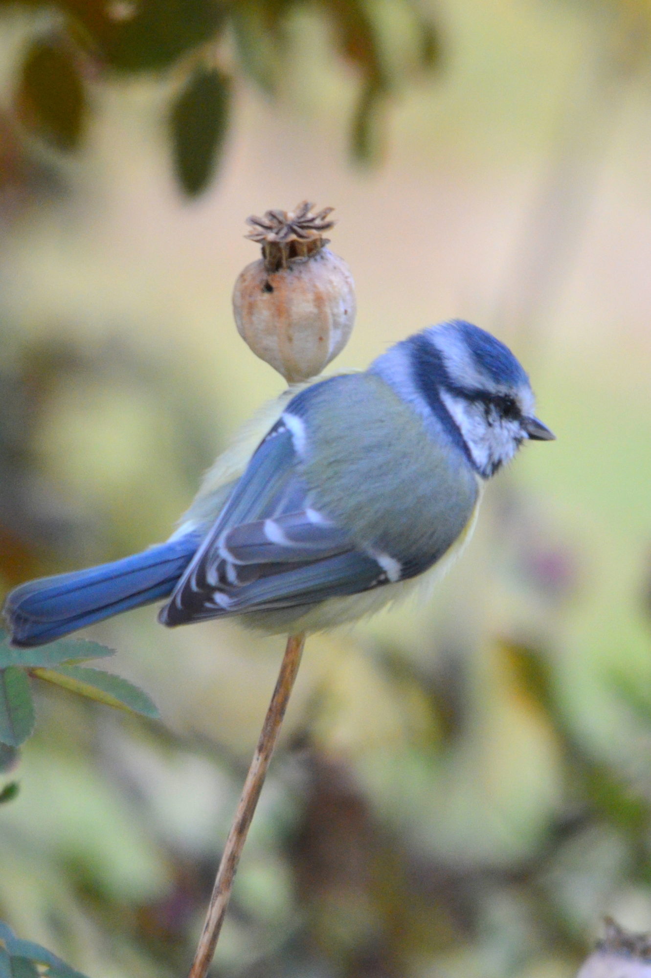 Valokuvaaja: Kaarlo Asikainen
