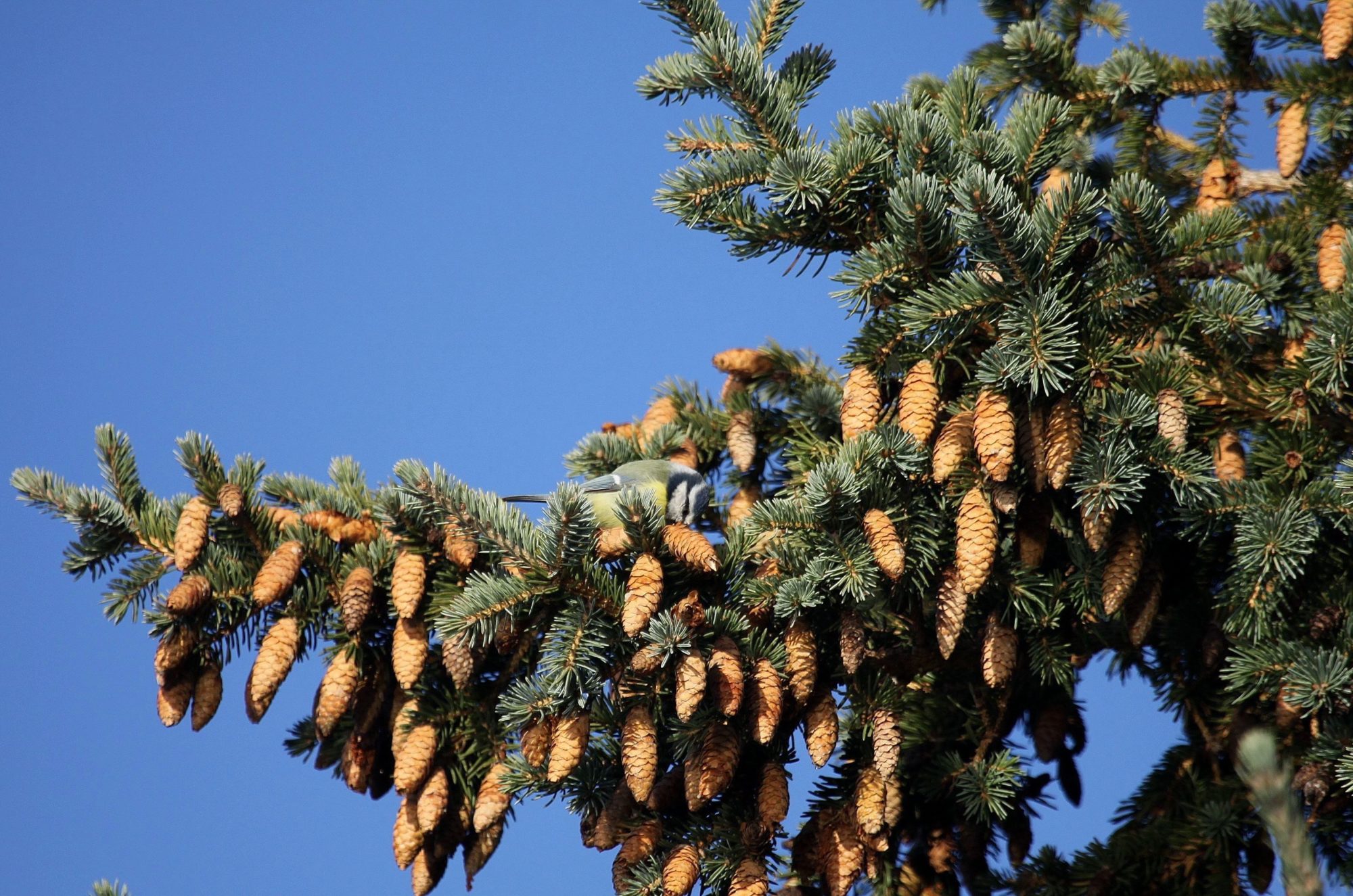 Valokuvaaja: Pirkko Siukonen