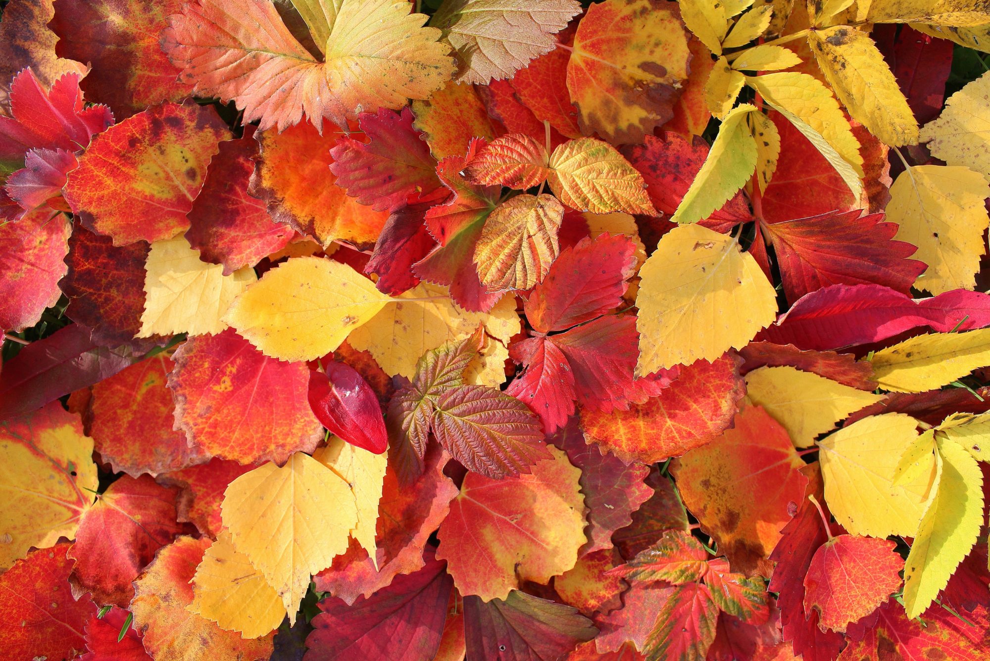 Valokuvaaja: Paula Savelius