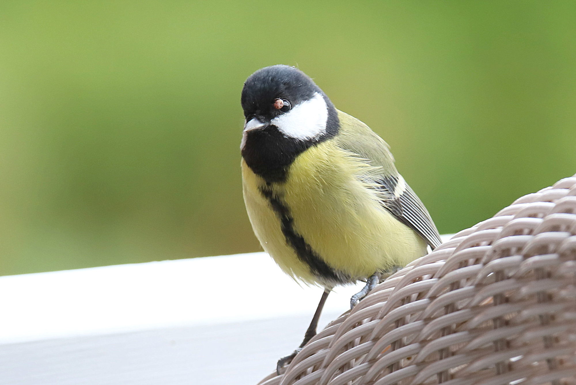 Valokuvaaja: sirpa jyske