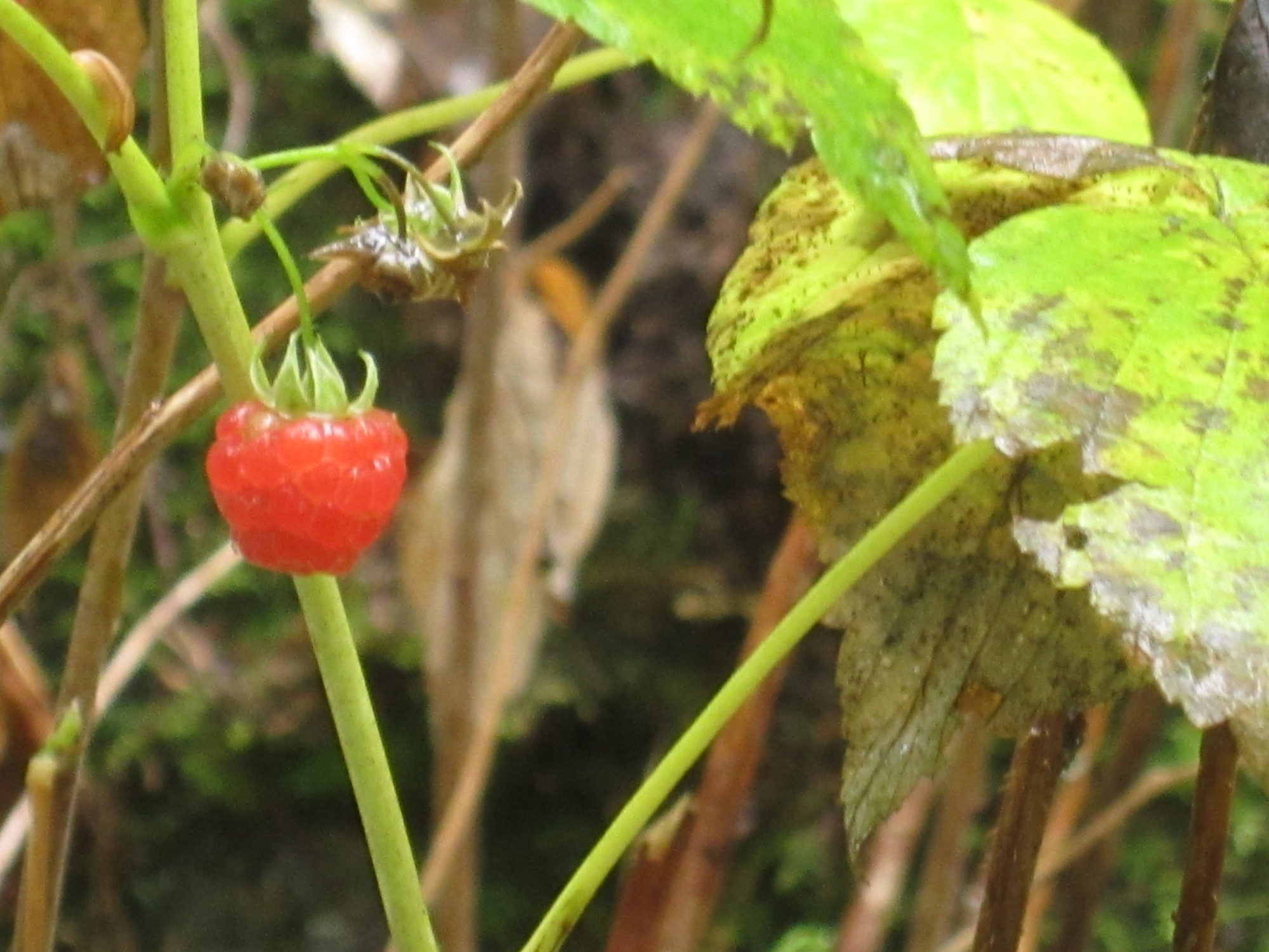Valokuvaaja: Marita Portin