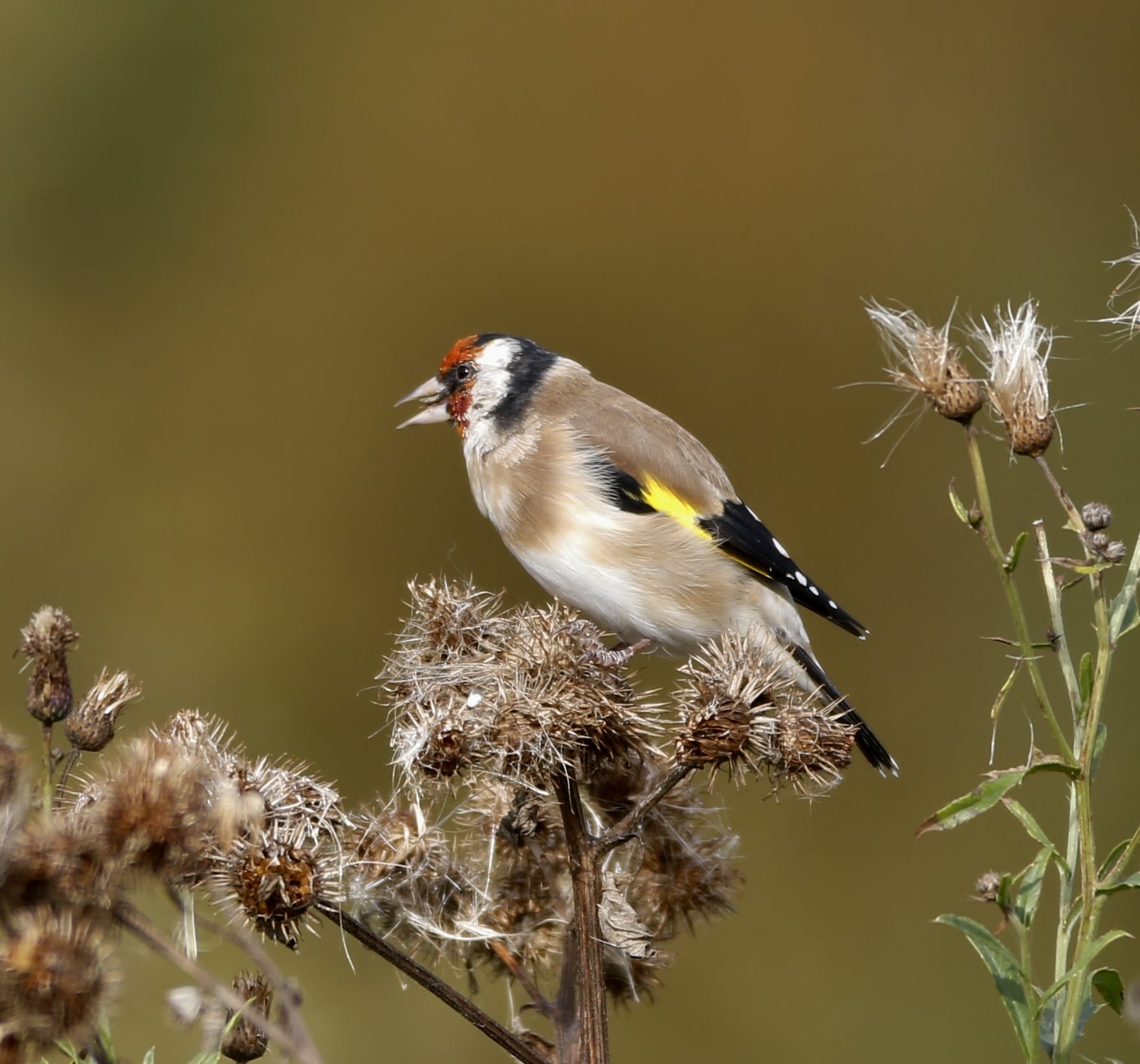 Valokuvaaja: Pirkko Koukku
