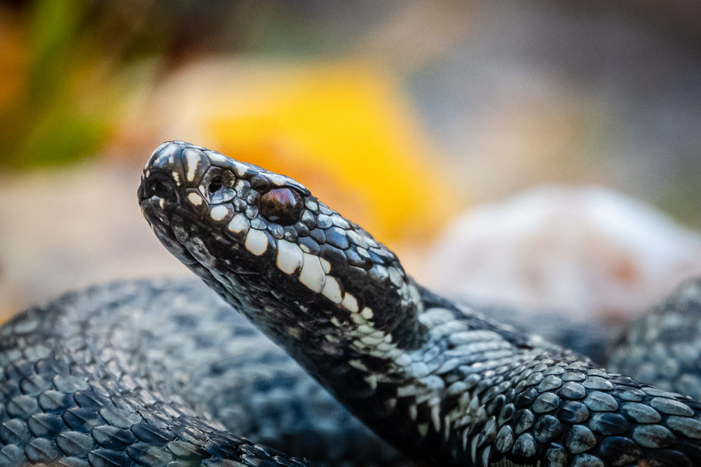 Valokuvaaja: Ari Kaarakainen