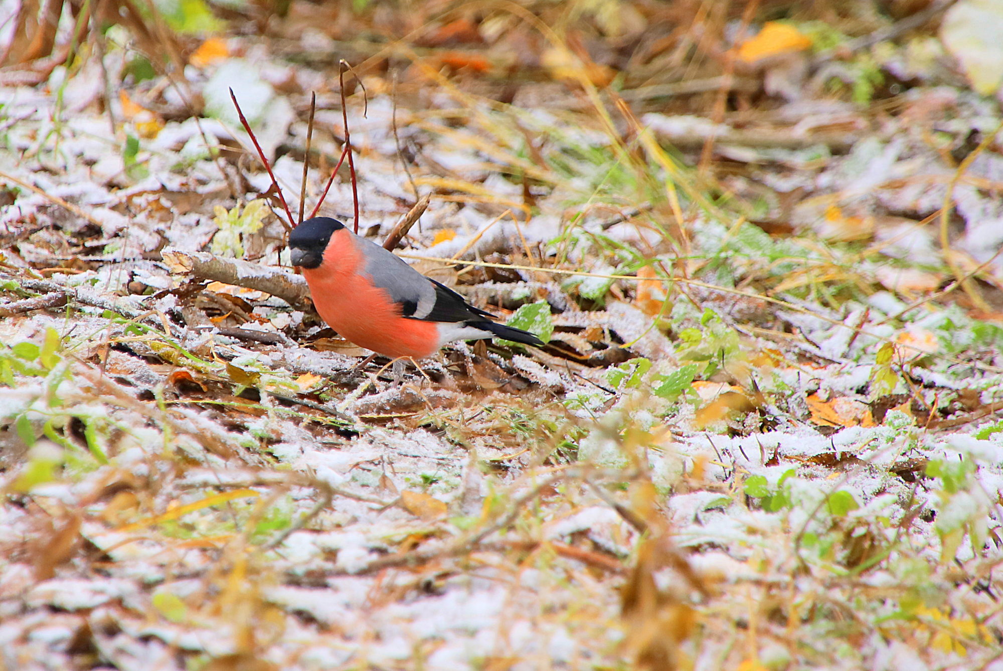 Valokuvaaja: sirpa jyske