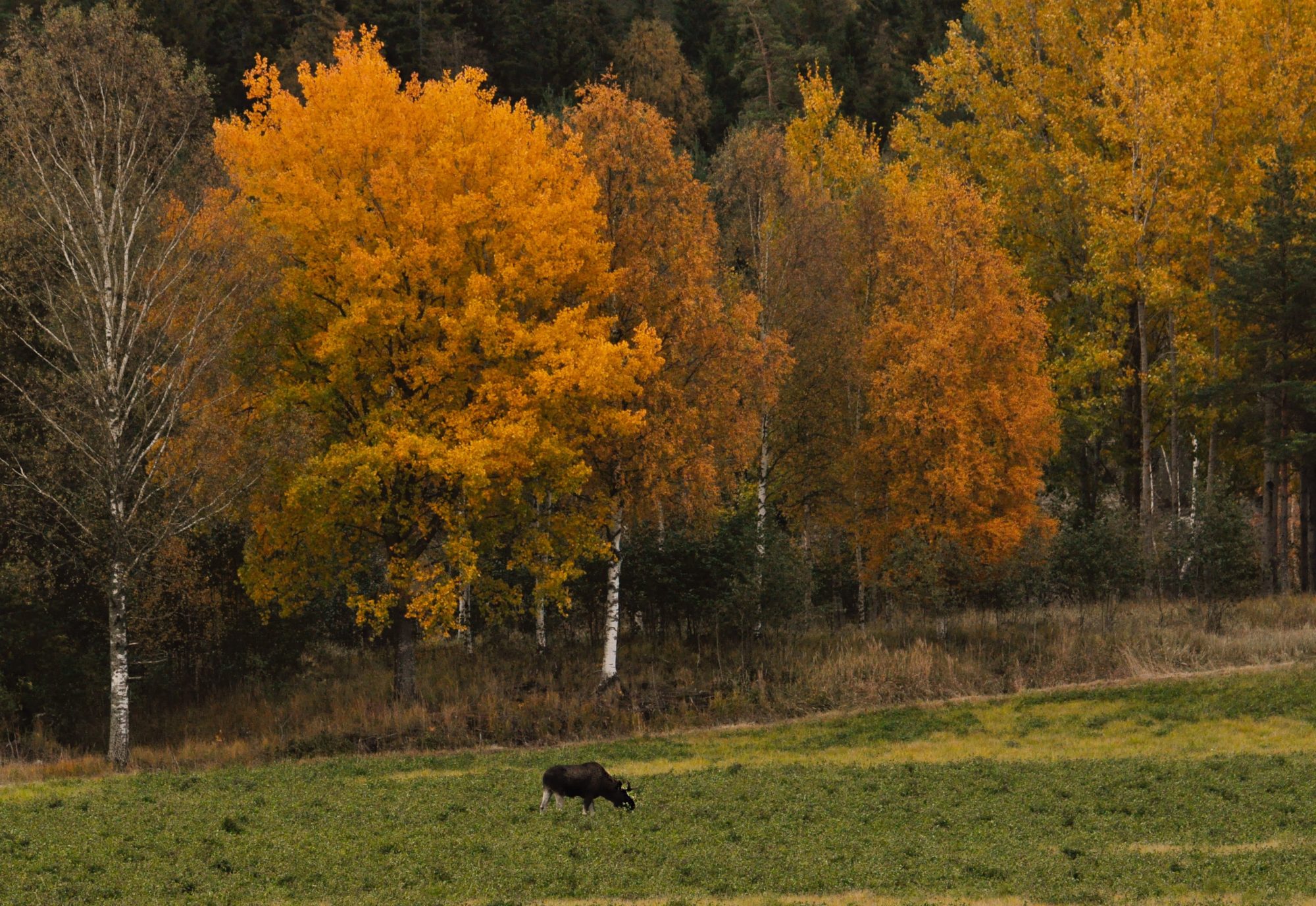 Valokuvaaja: Jenni Merilä