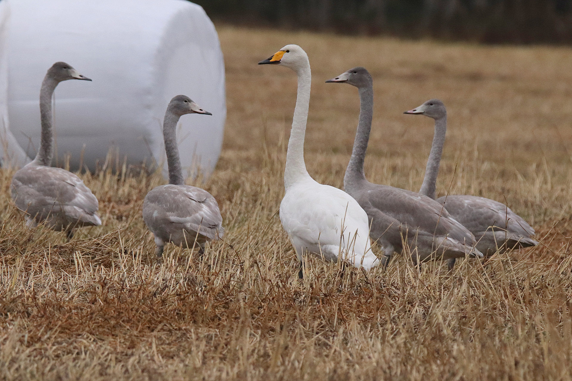 Valokuvaaja: sirpa jyske