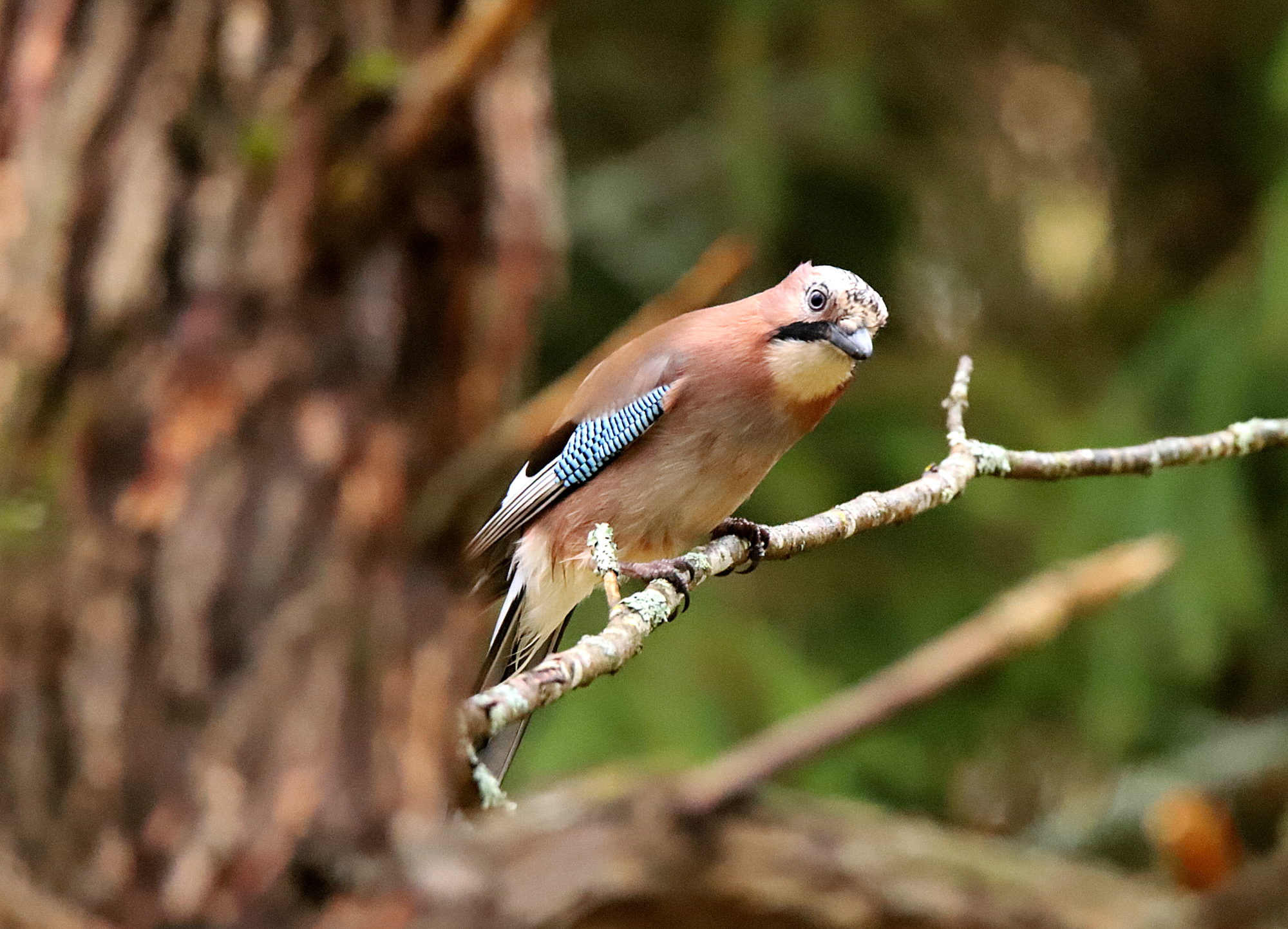 Valokuvaaja: sirpa jyske
