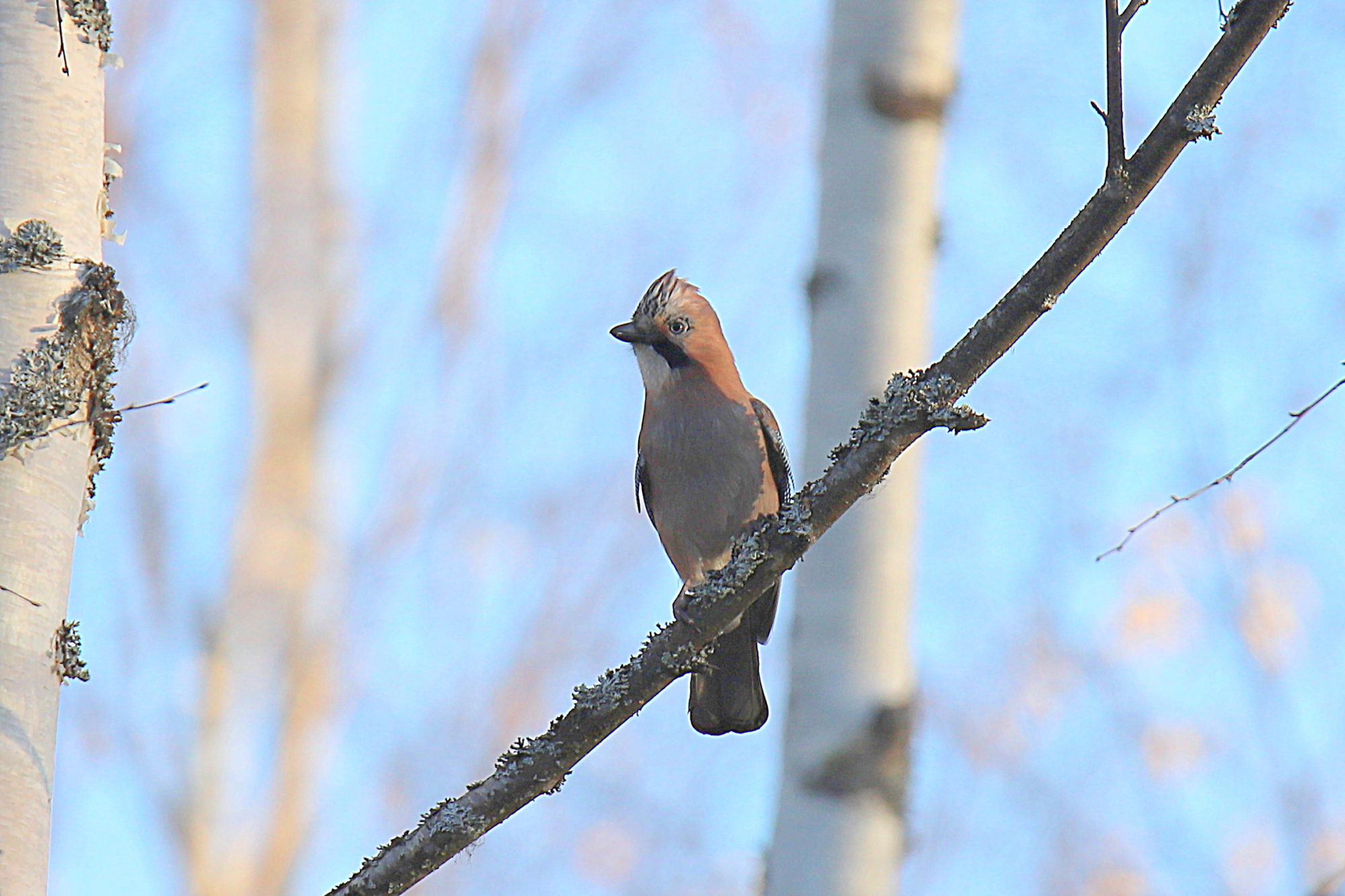 Valokuvaaja: sirpa jyske