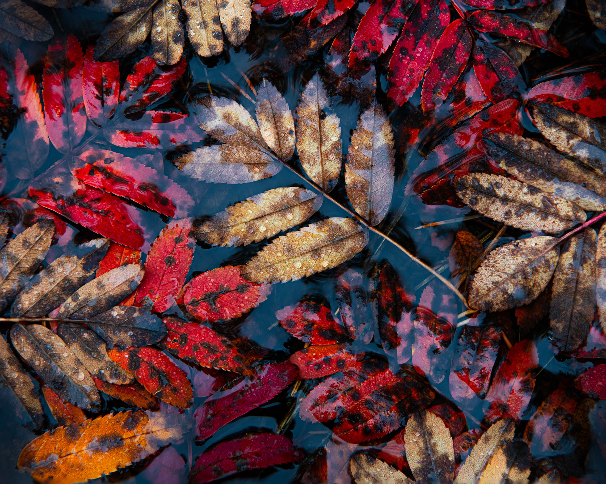 Valokuvaaja: Oscar Keserci