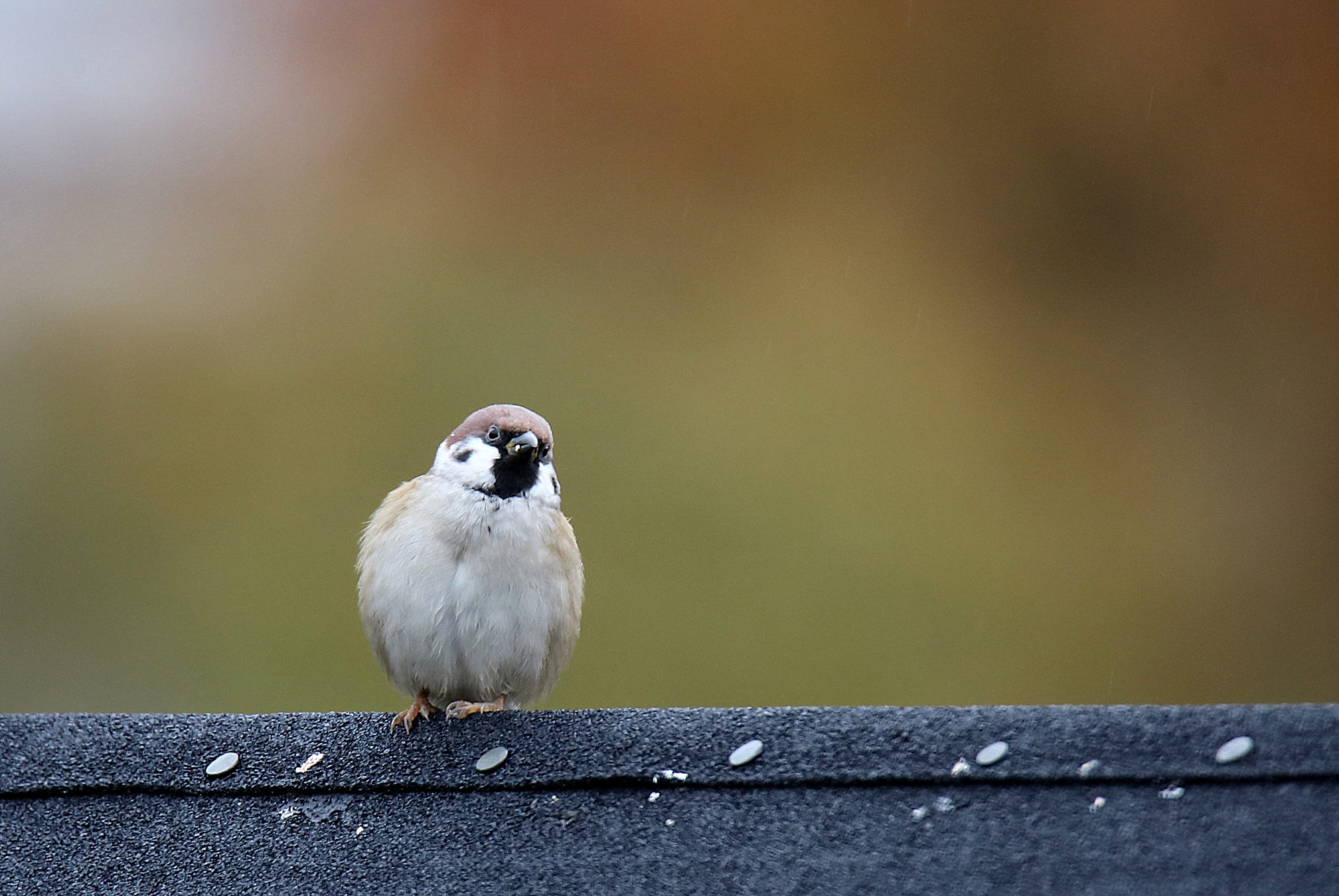 Valokuvaaja: sirpa jyske