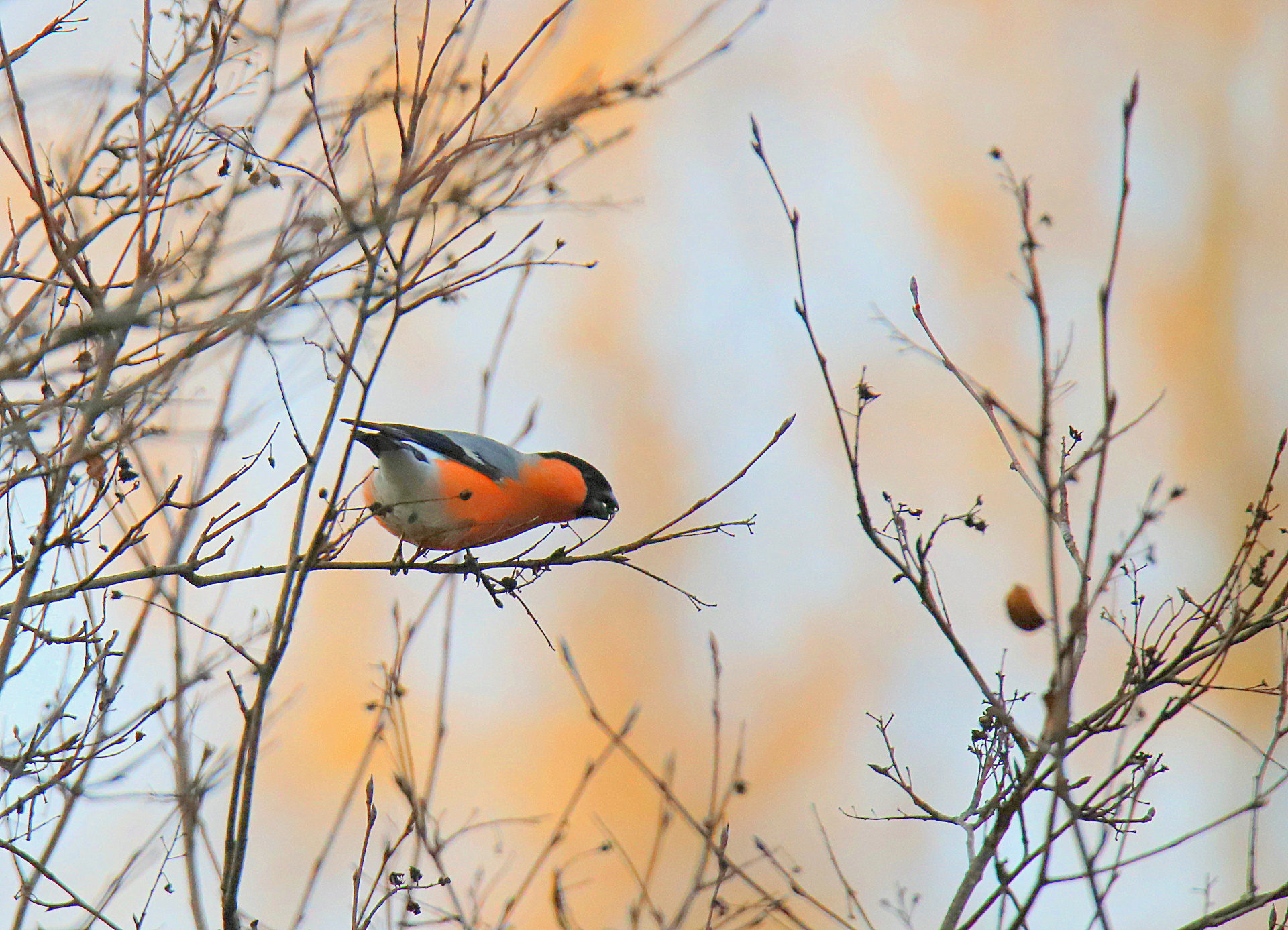 Valokuvaaja: sirpa jyske Valokuvaaja: sirpa jyske