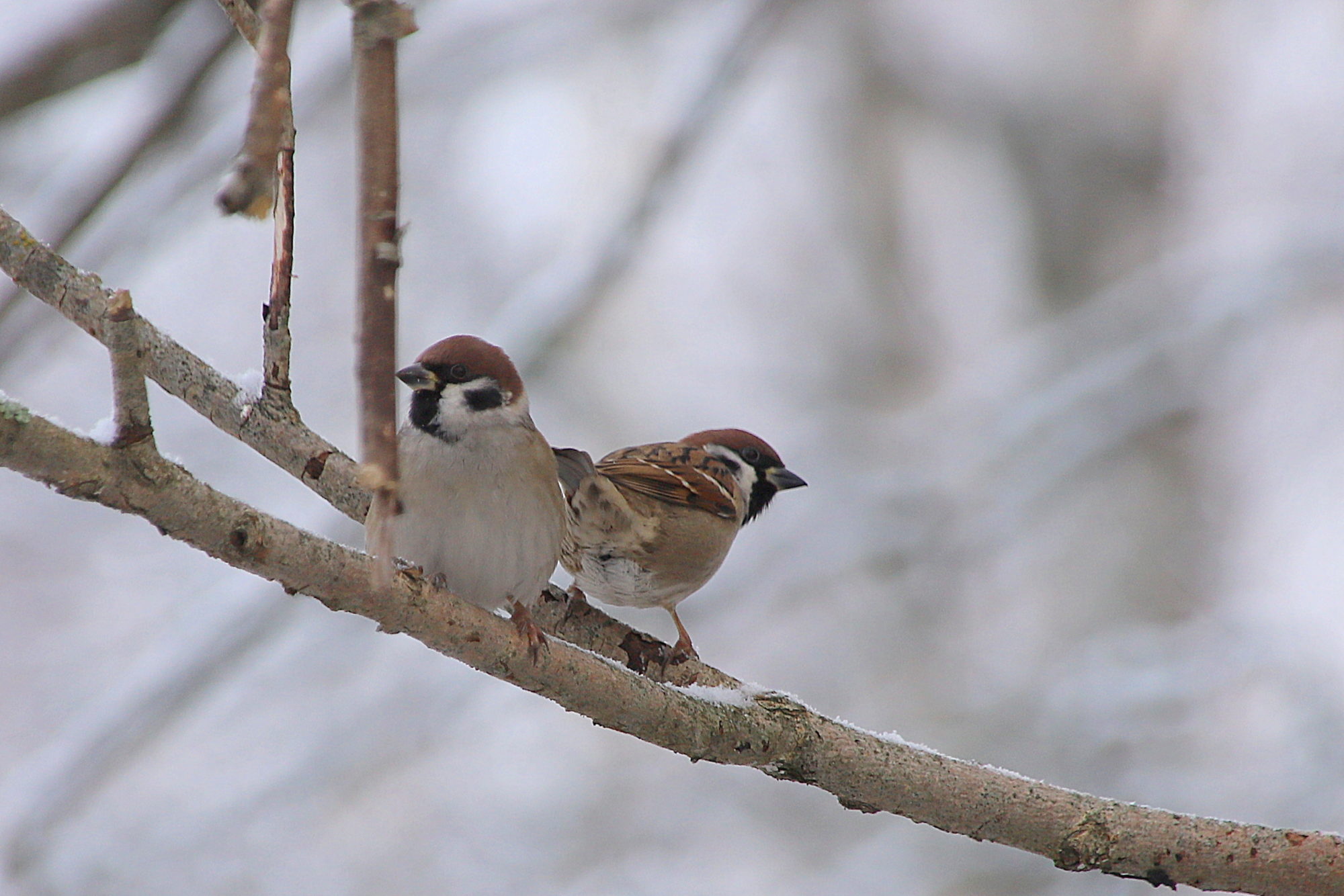Valokuvaaja: sirpa jyske Valokuvaaja: sirpa jyske