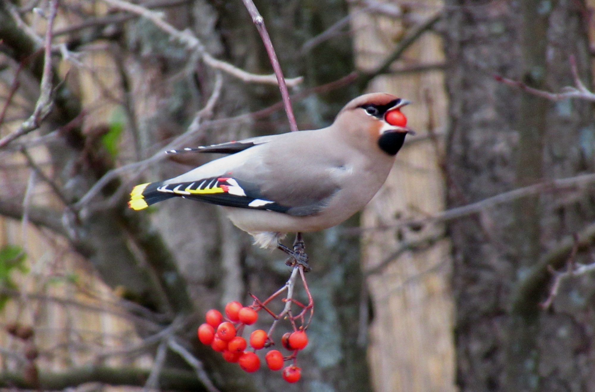Valokuvaaja: Mirja Suoknuuti