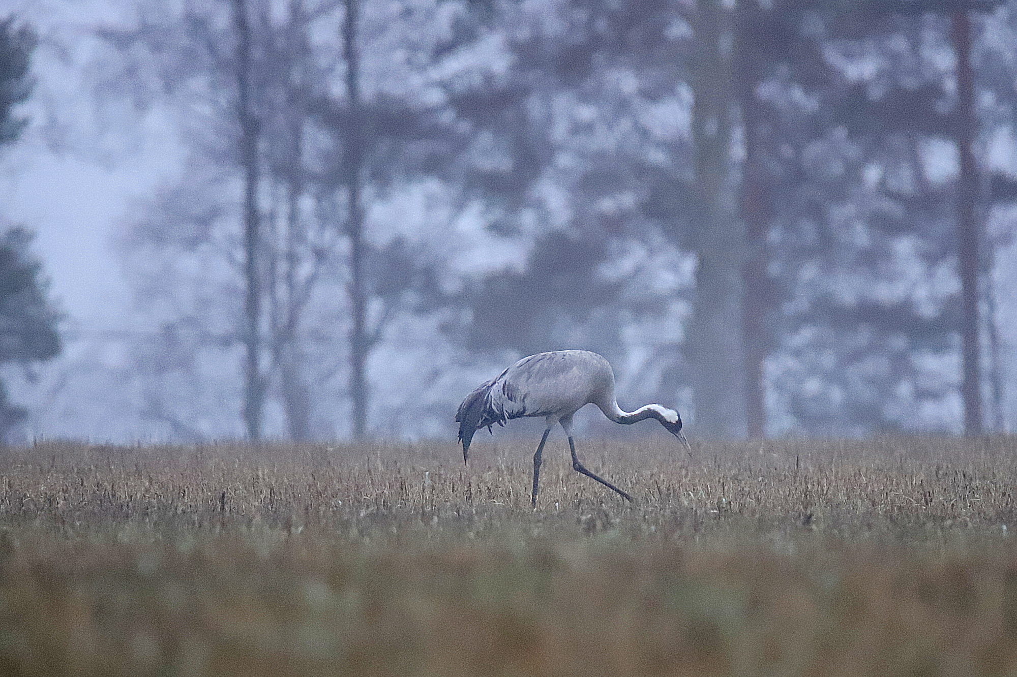 Valokuvaaja: sirpa jyske