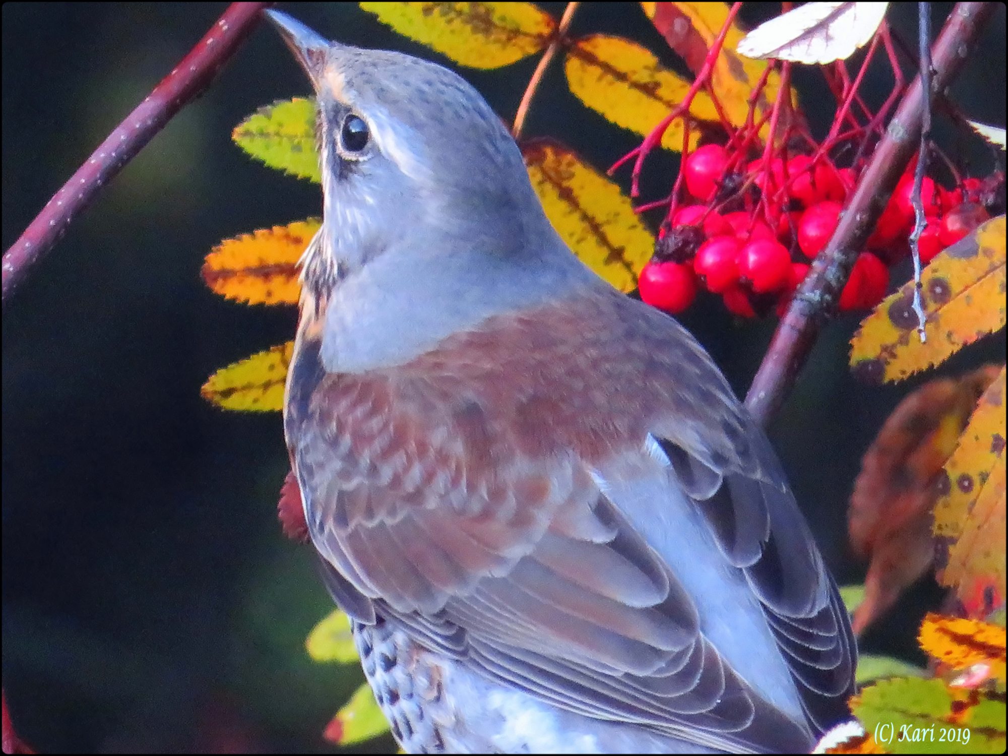 Valokuvaaja: Kari Saarinen