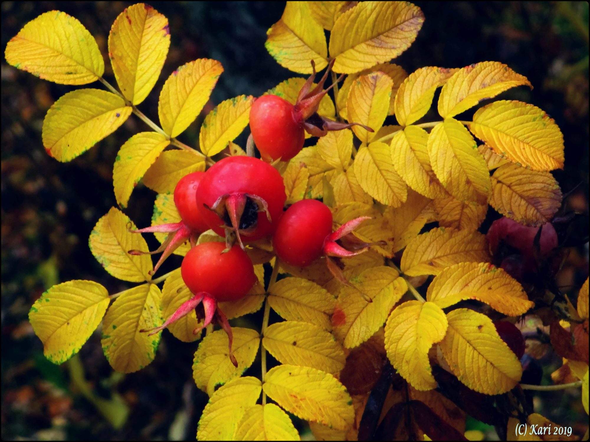 Valokuvaaja: Kari Saarinen