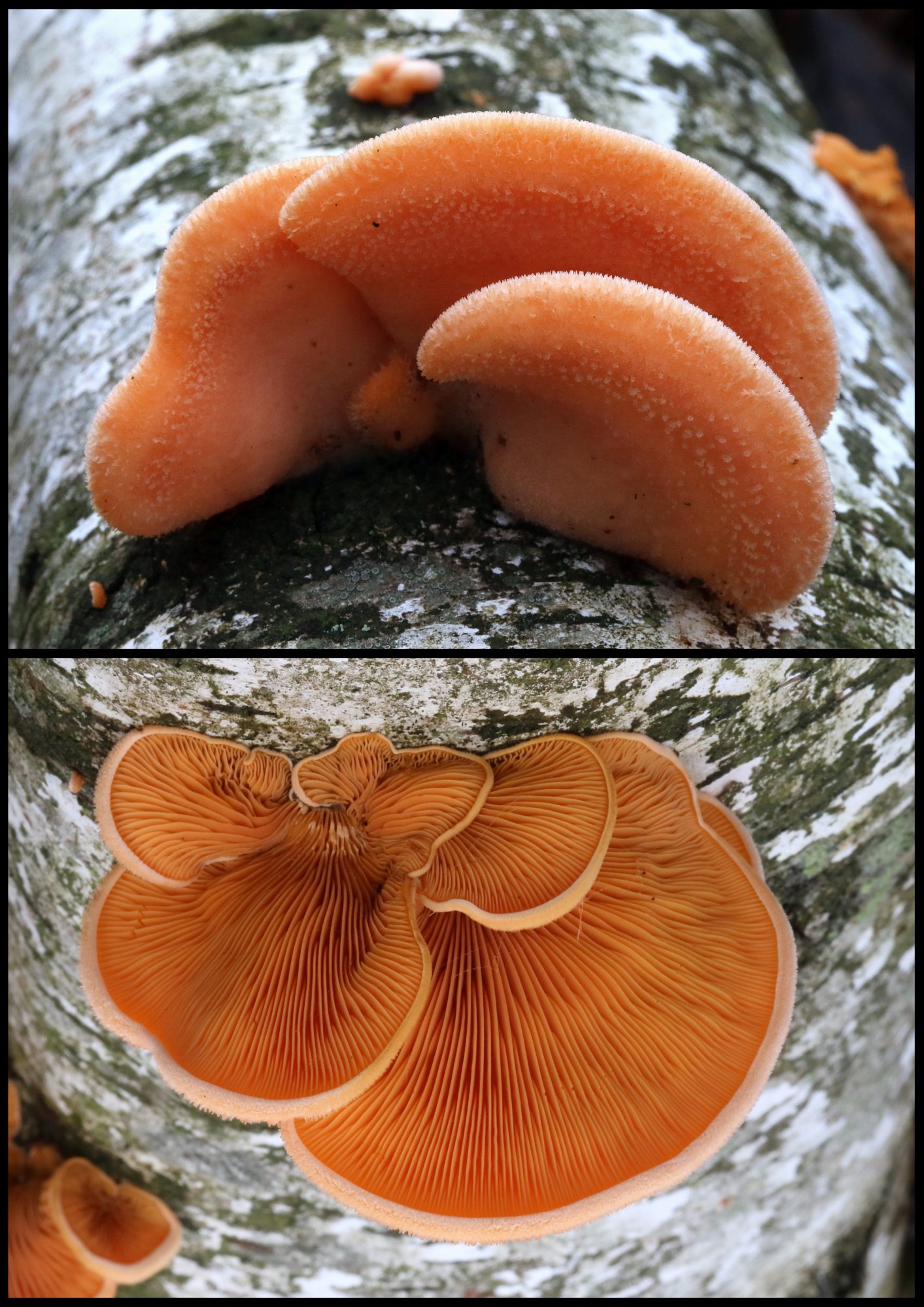 Valokuvaaja: Hannu. Rasiranta