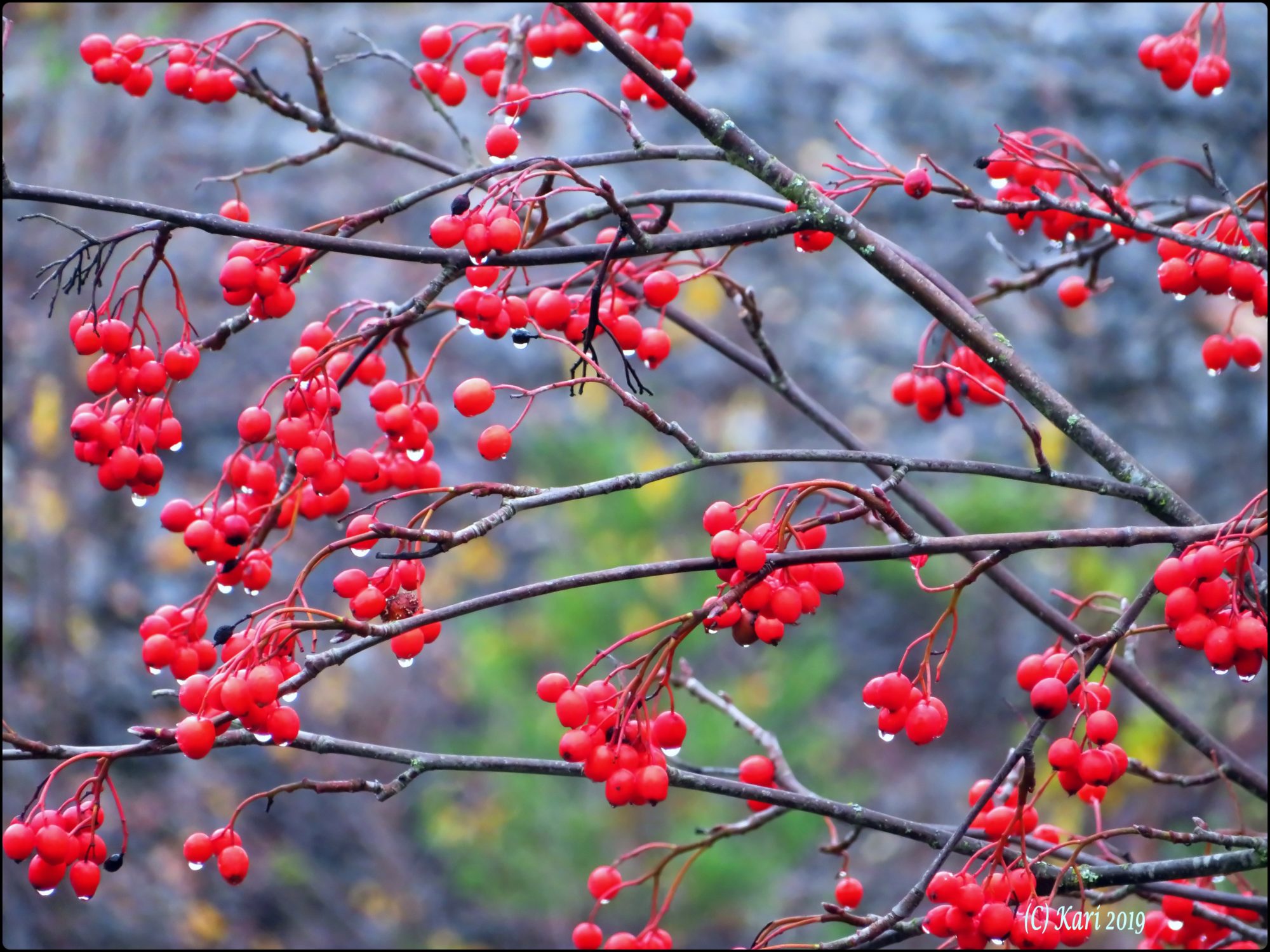 Valokuvaaja: Kari Saarinen