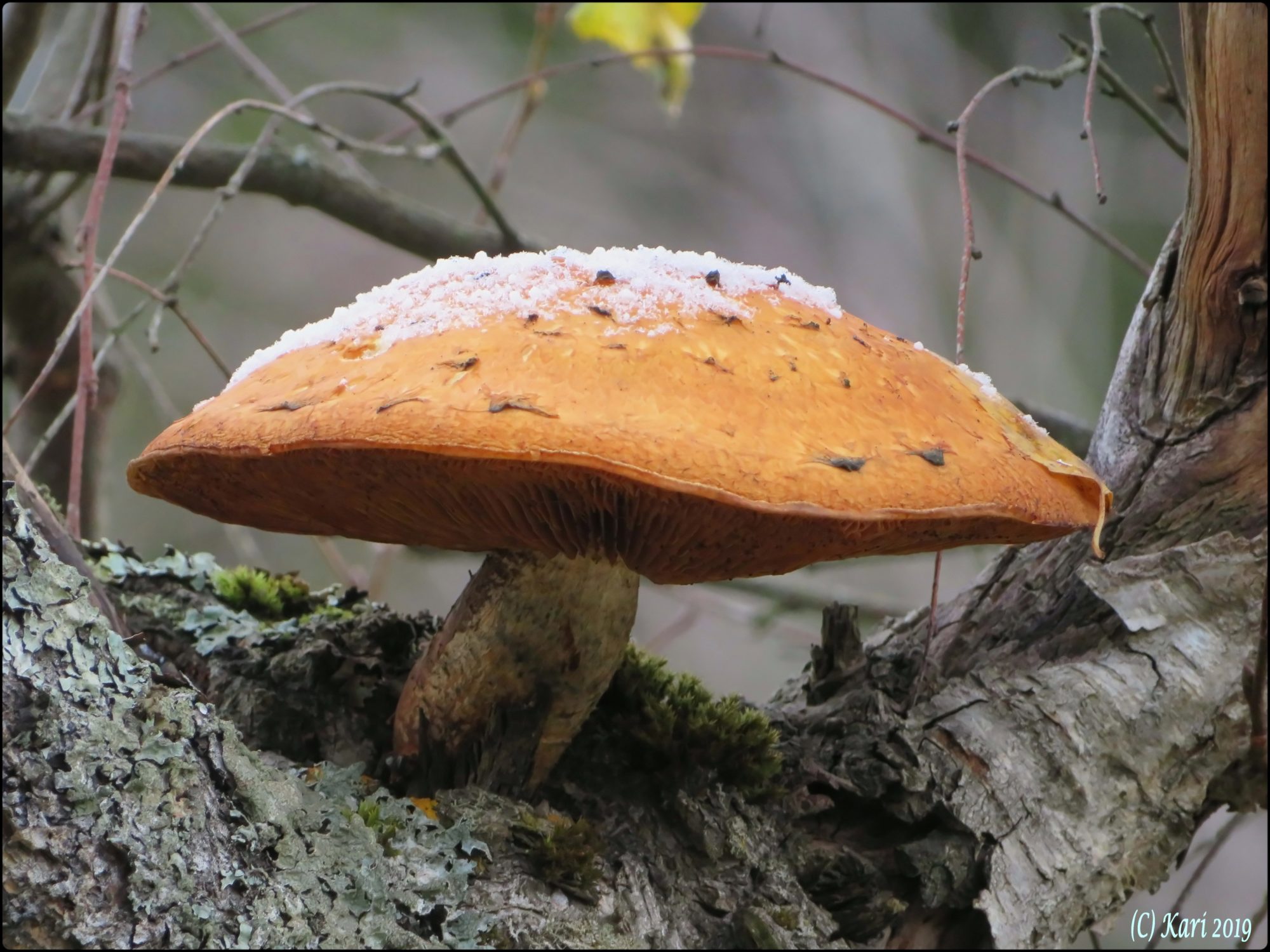 Valokuvaaja: Kari Saarinen