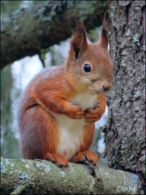 Valokuvaaja: Kari Saarinen