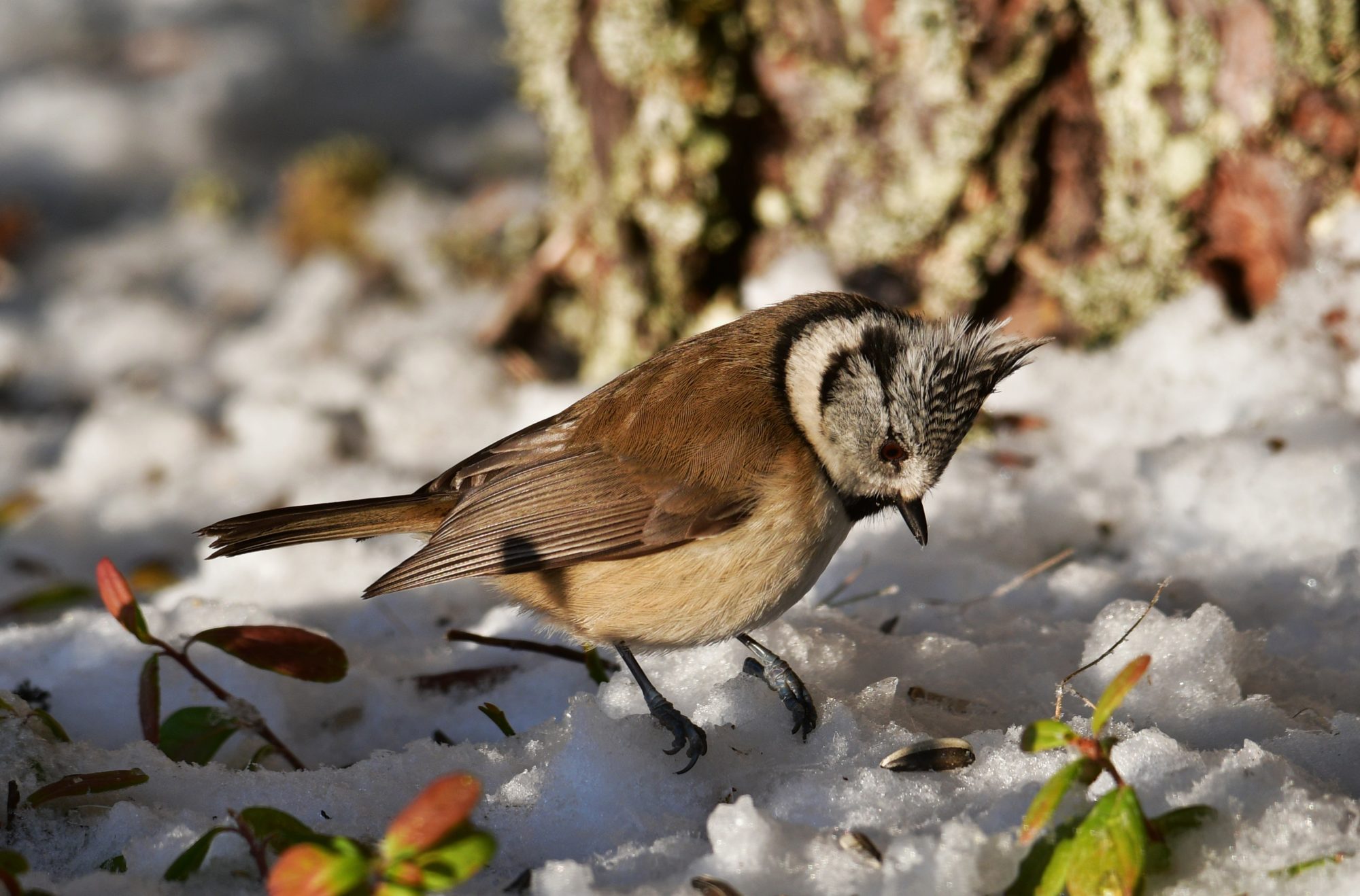 Valokuvaaja: Anne Tuovinen