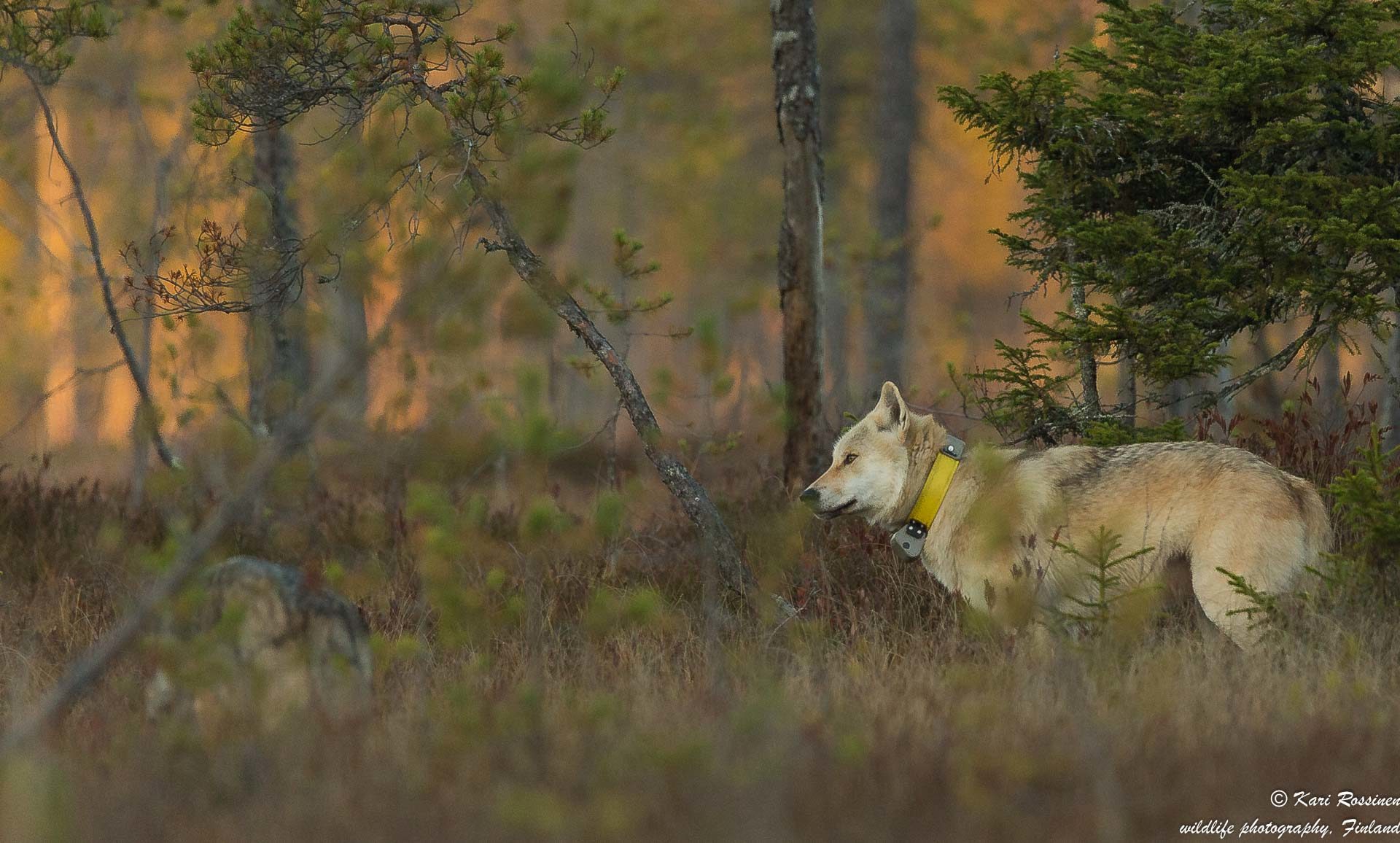 Valokuvaaja: Kari Rossinen Valokuvaaja: Kari Rossinen