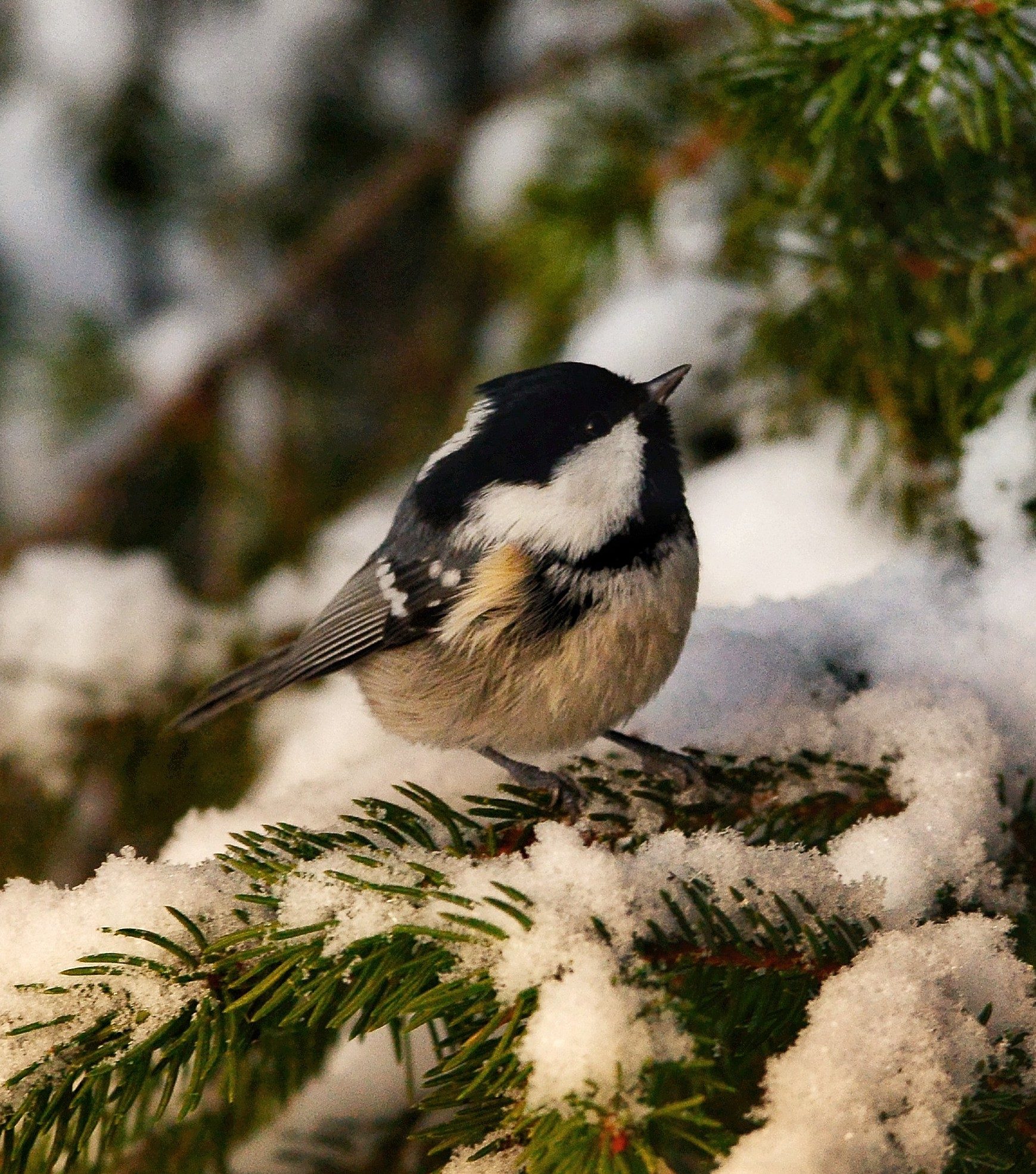 Valokuvaaja: Timo Lappalainen