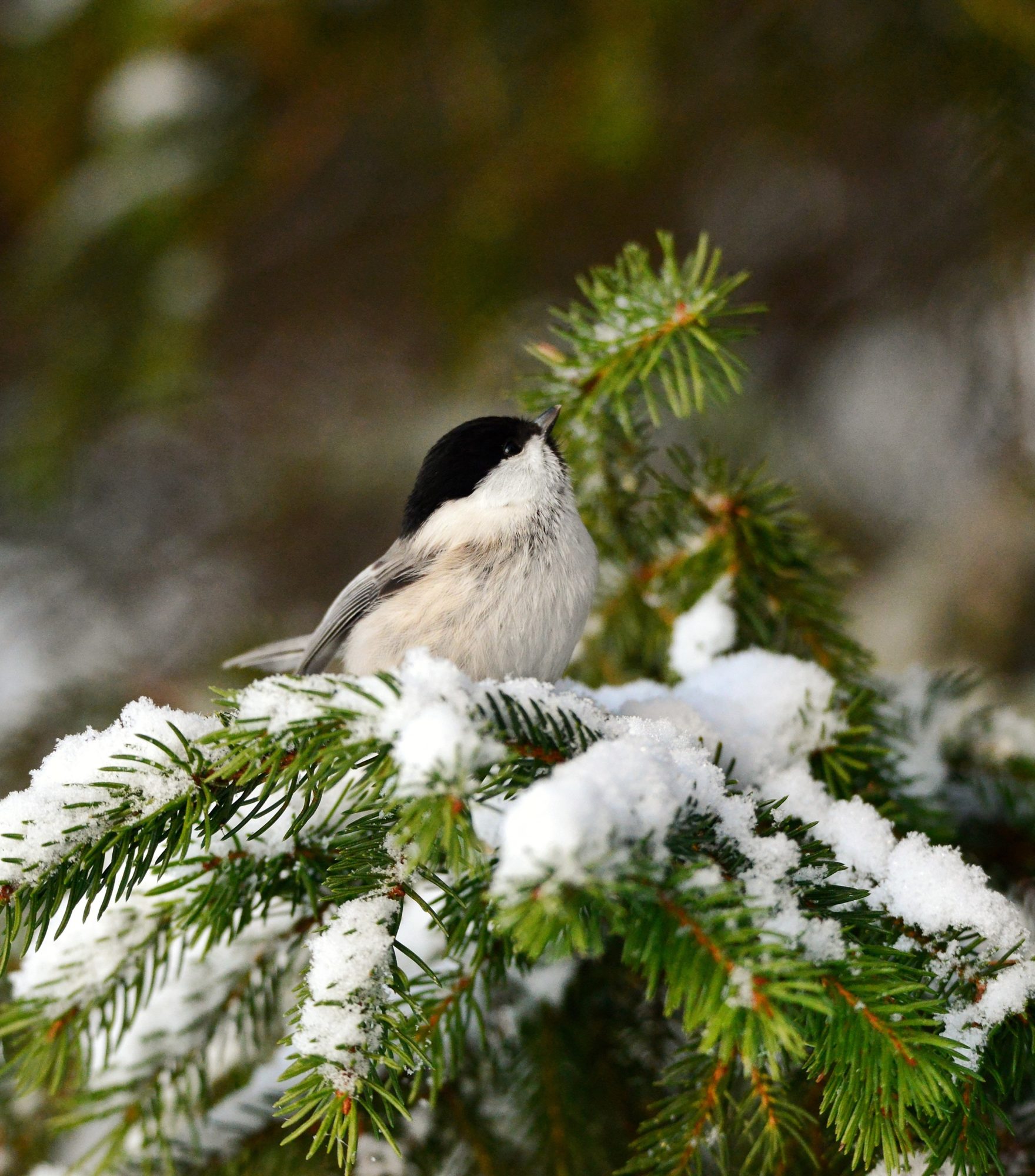 Valokuvaaja: Timo Lappalainen