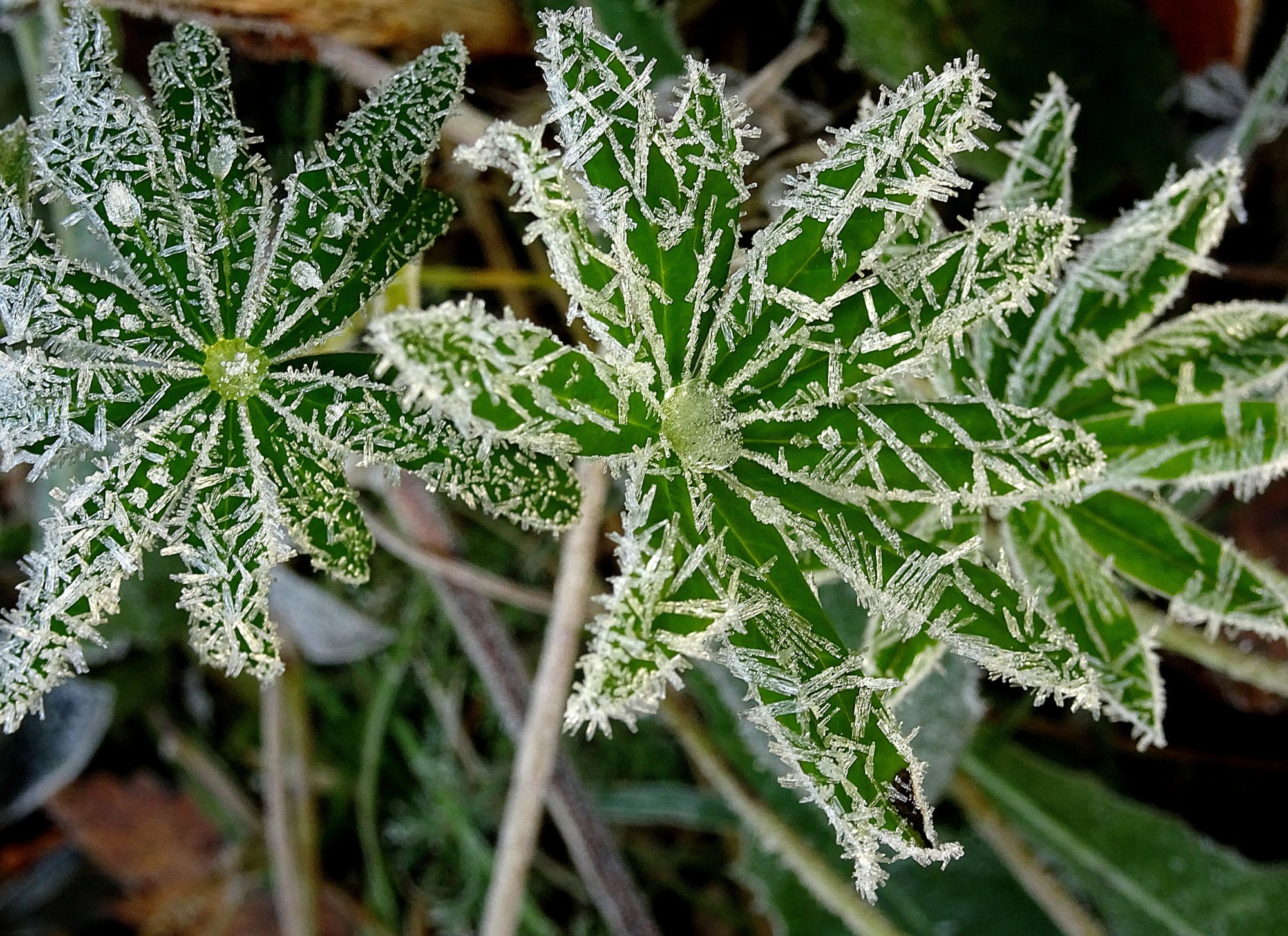 Valokuvaaja: Irja Lehtinen