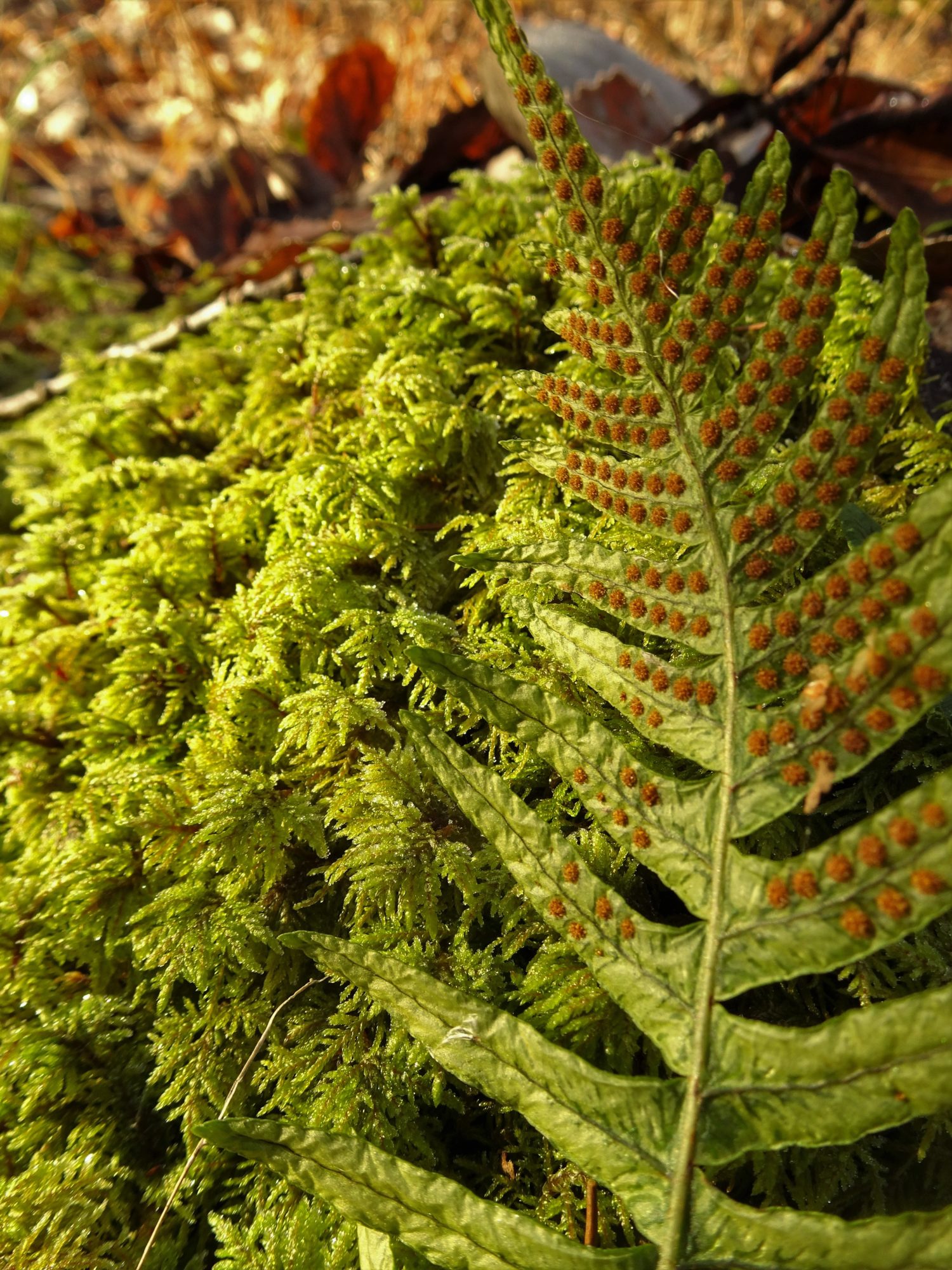 Valokuvaaja: Irja Lehtinen