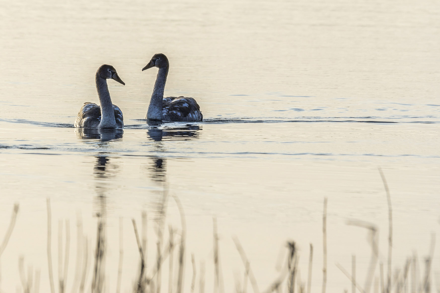 Valokuvaaja: Ivan Wistuba