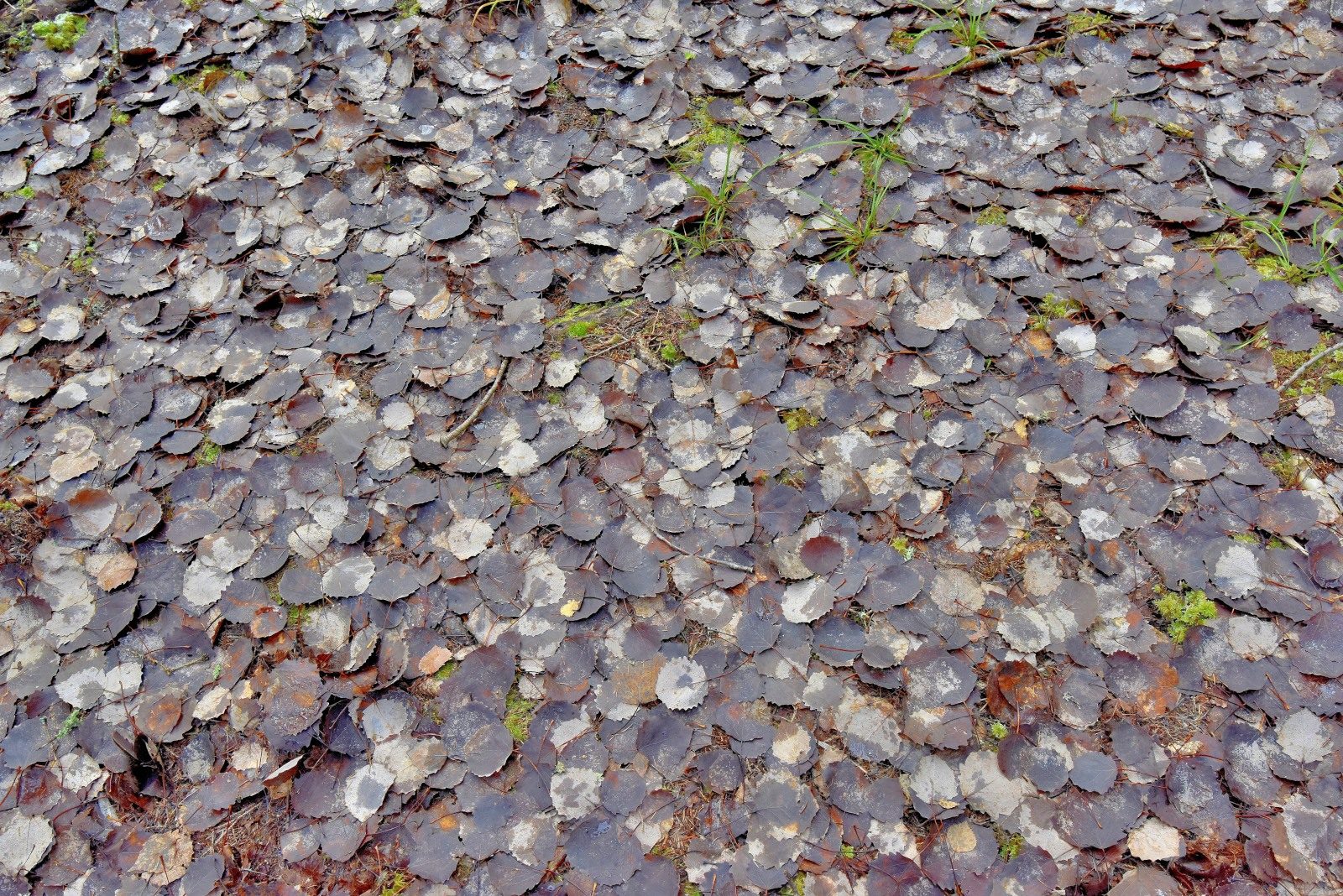 Valokuvaaja: Reijo Juurinen