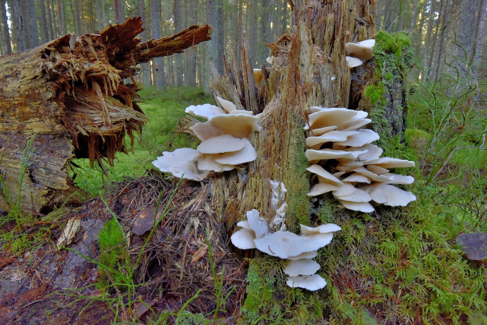 Valokuvaaja: Reijo Juurinen