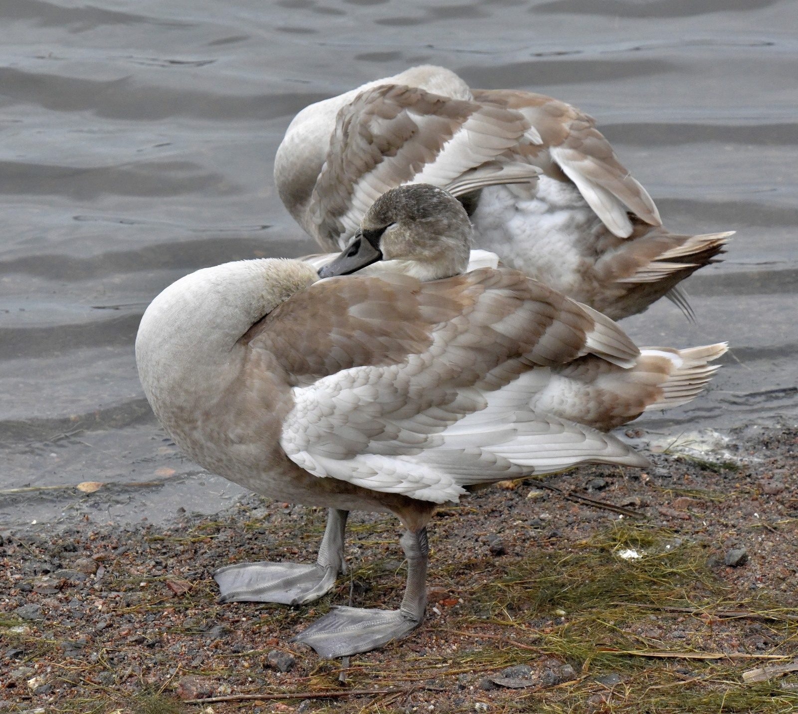 Valokuvaaja: Reijo Juurinen Valokuvaaja: Reijo Juurinen