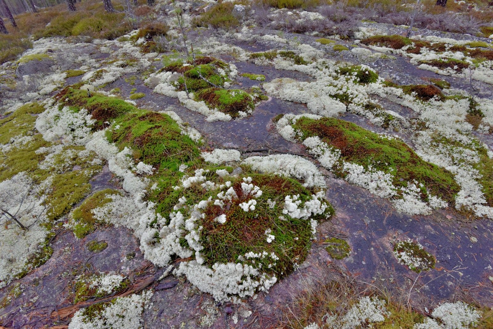 Valokuvaaja: Reijo Juurinen
