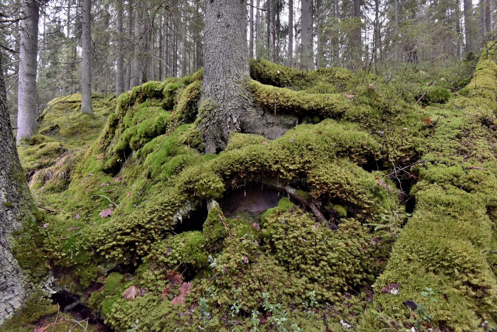 Valokuvaaja: Reijo Juurinen