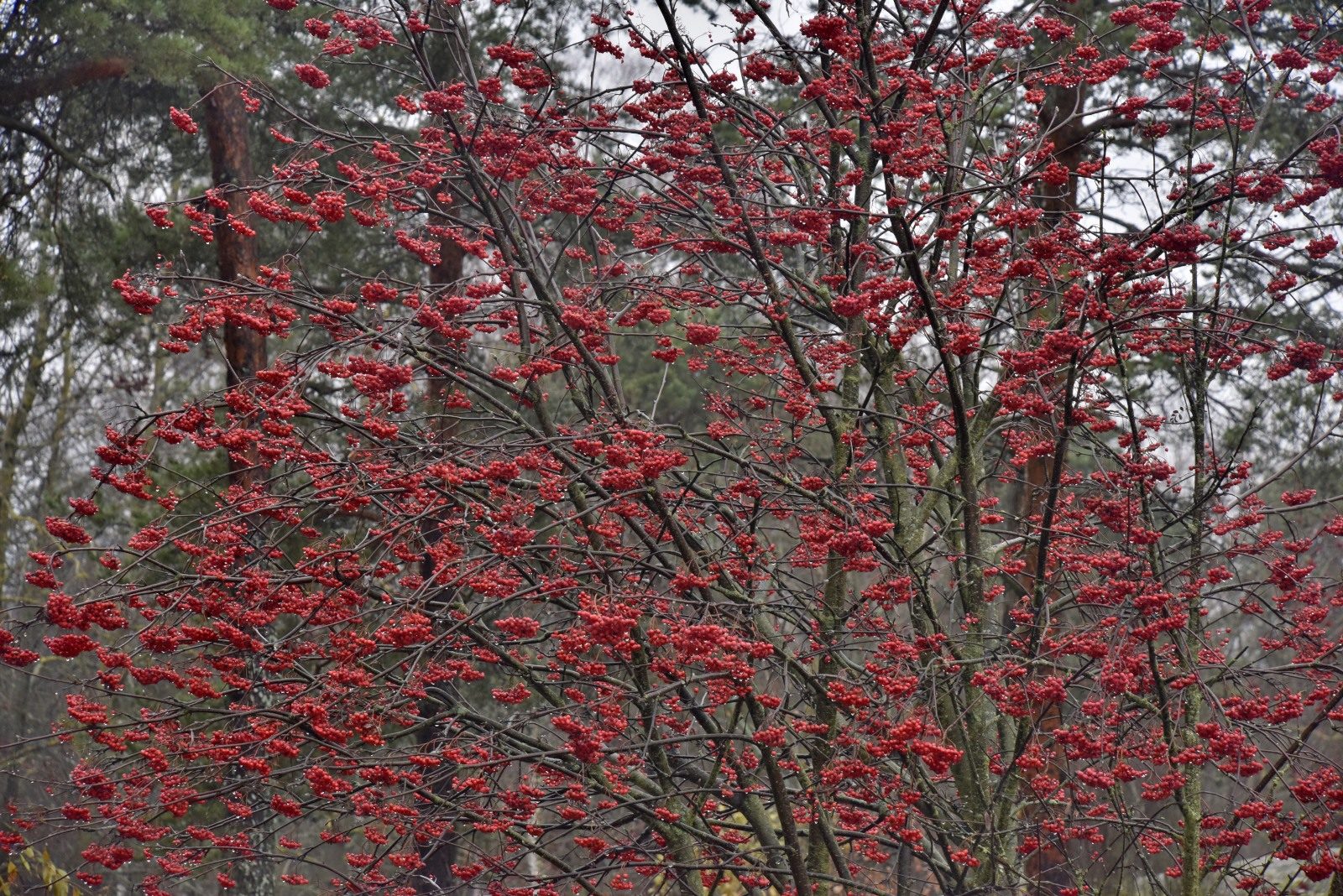Valokuvaaja: Reijo Juurinen