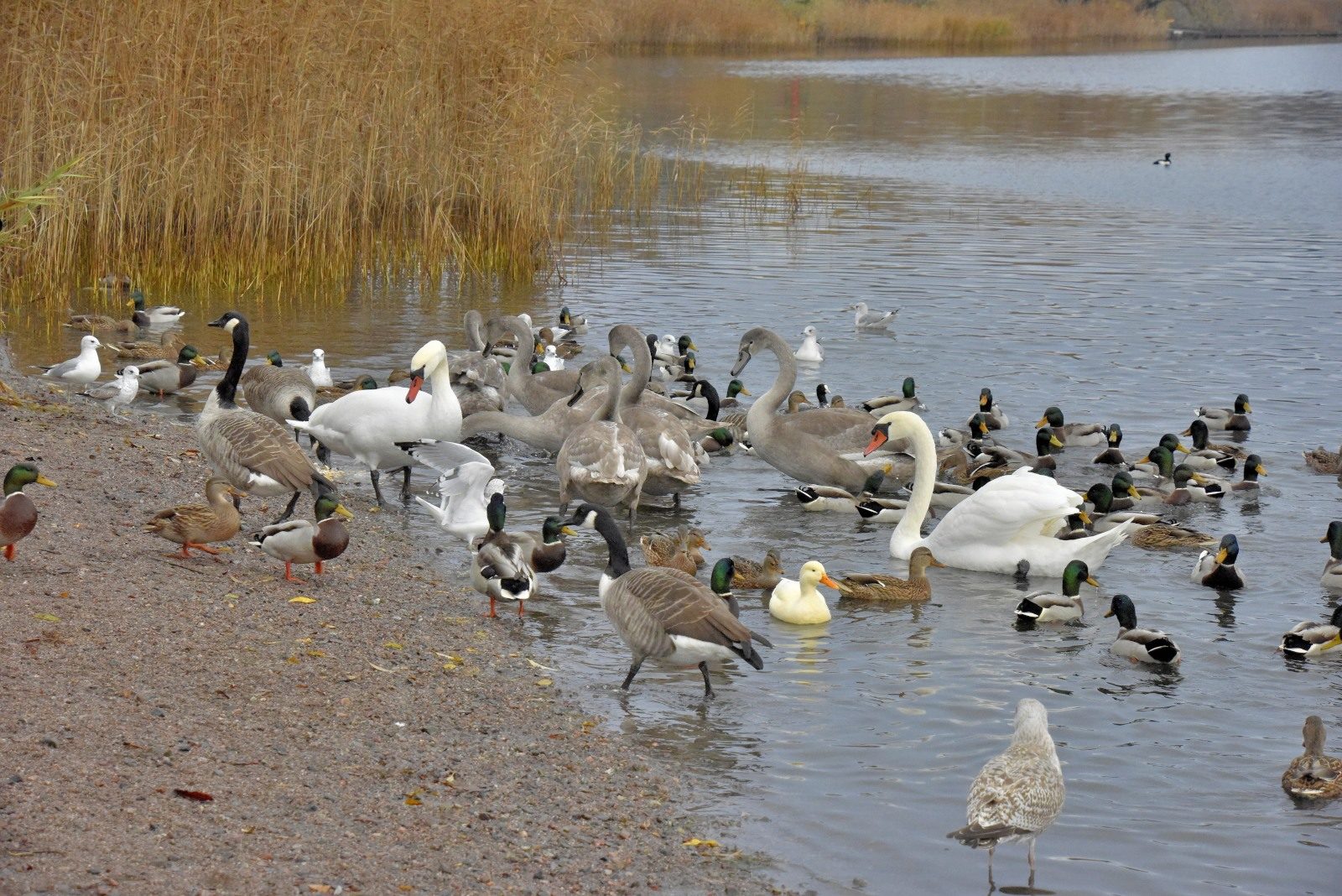 Valokuvaaja: Reijo Juurinen Valokuvaaja: Reijo Juurinen
