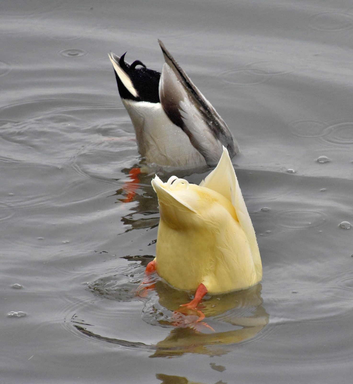 Valokuvaaja: Reijo Juurinen Valokuvaaja: Reijo Juurinen