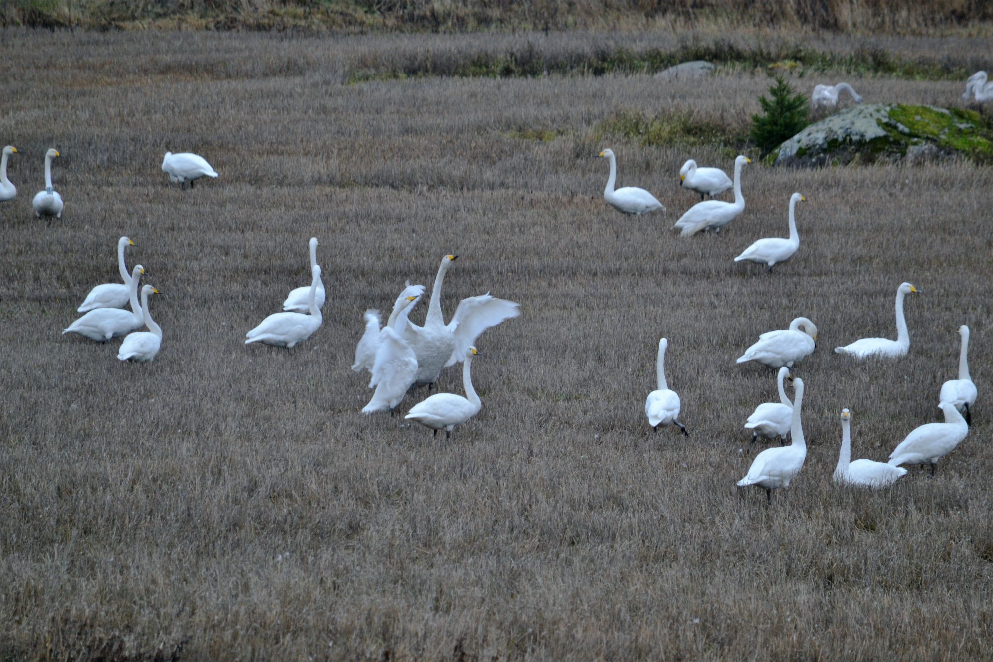 Valokuvaaja: satu välimaa