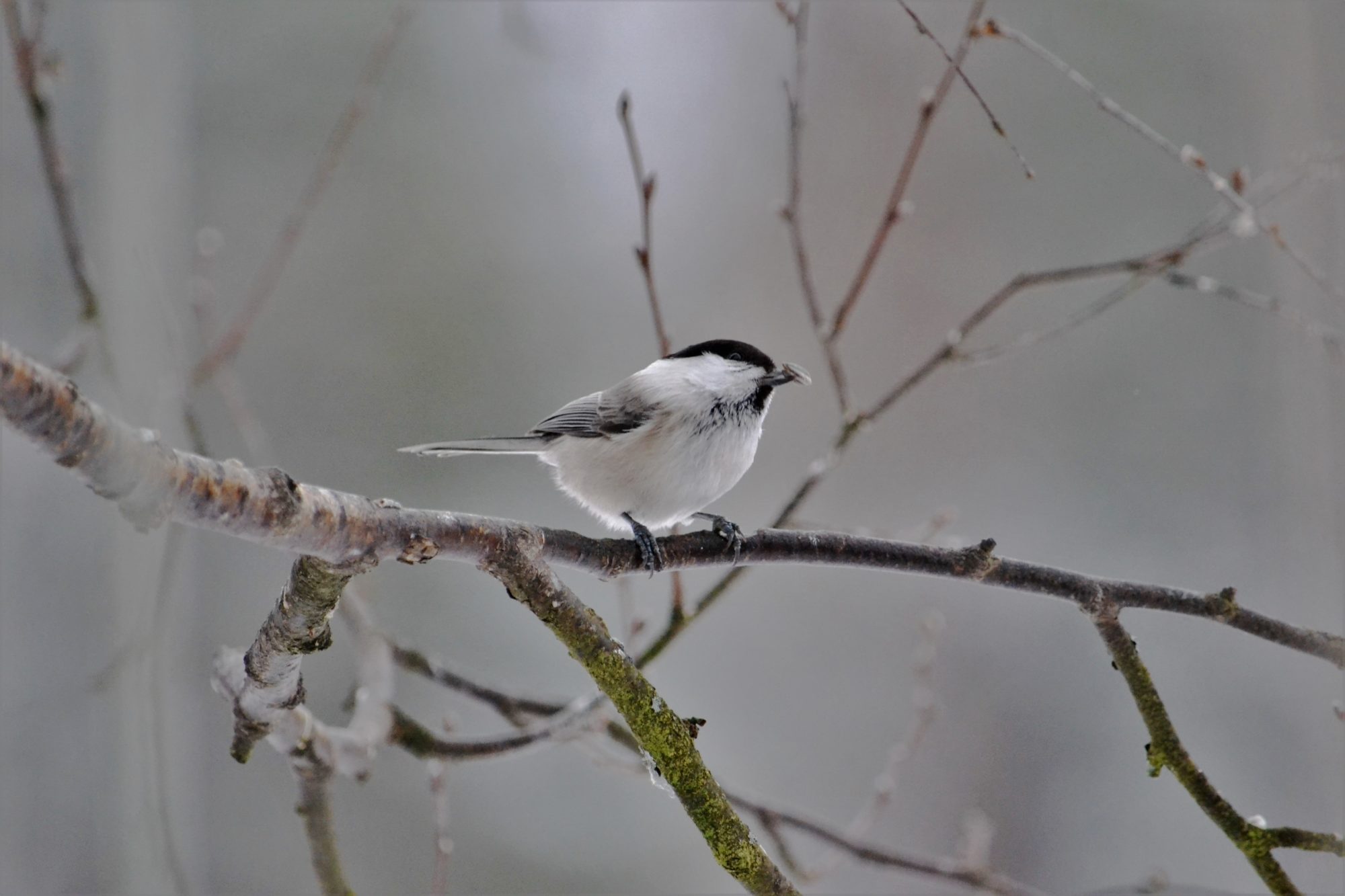 Valokuvaaja: satu välimaa