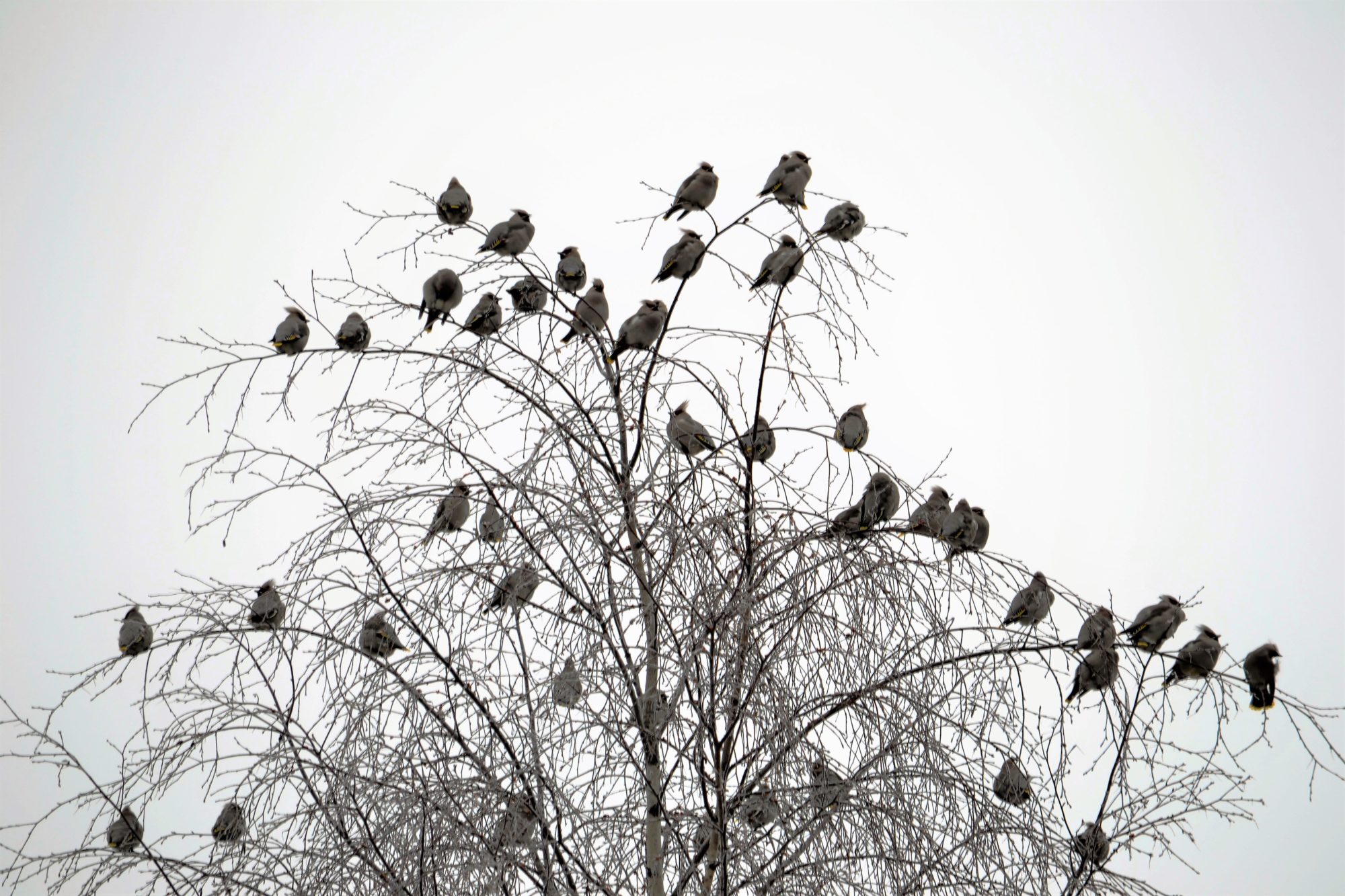 Valokuvaaja: satu välimaa