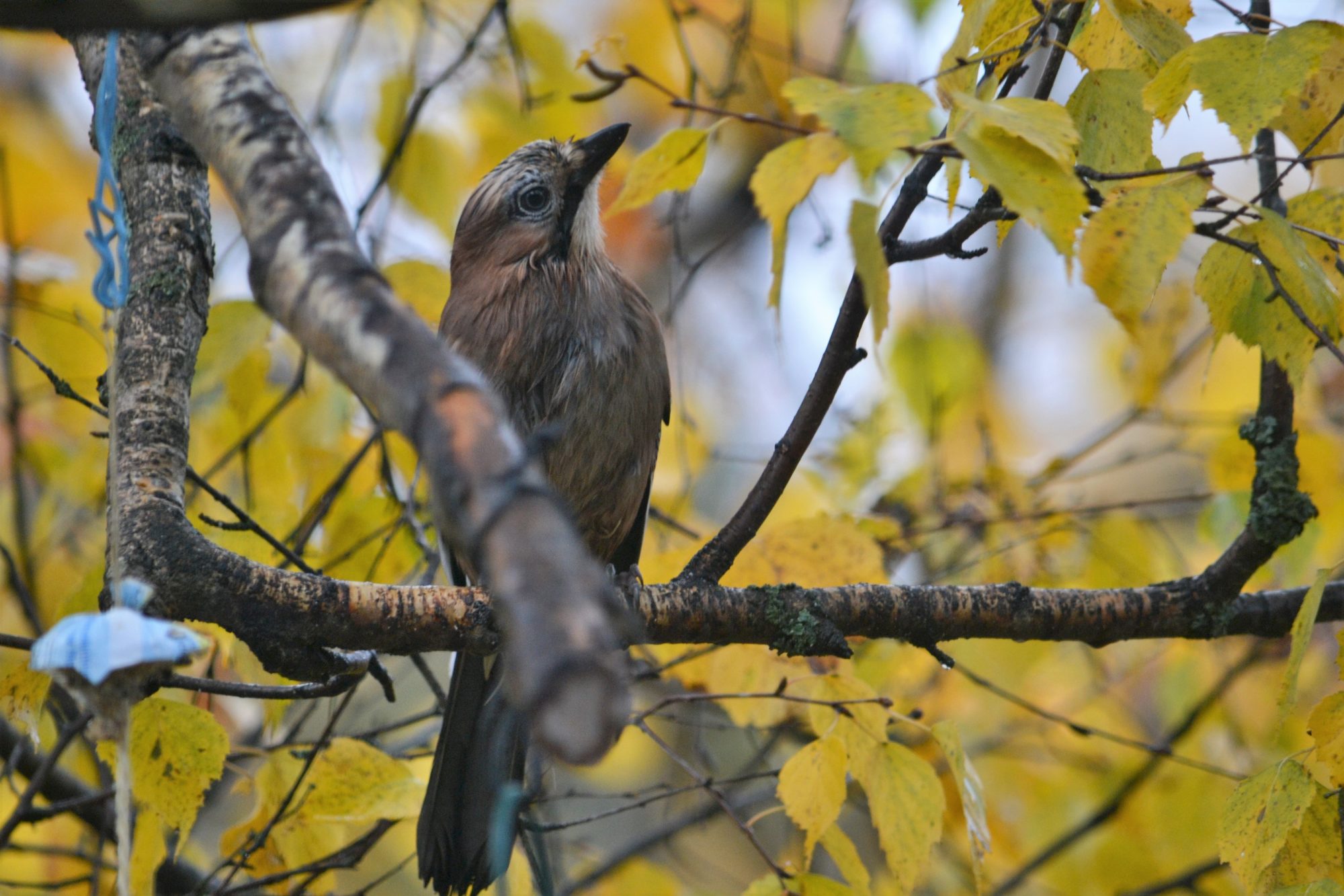 Valokuvaaja: satu välimaa