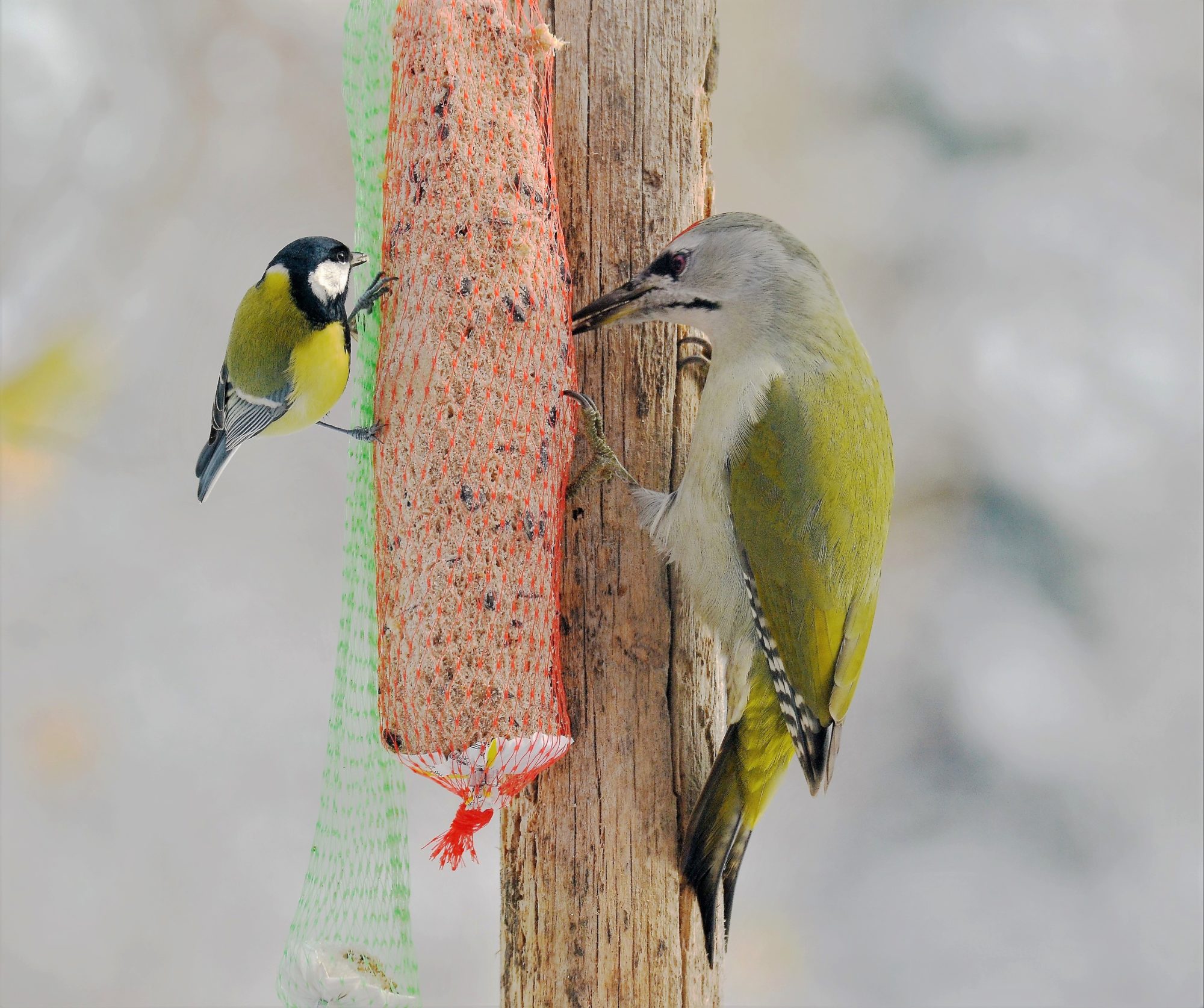 Valokuvaaja: satu välimaa Valokuvaaja: satu välimaa