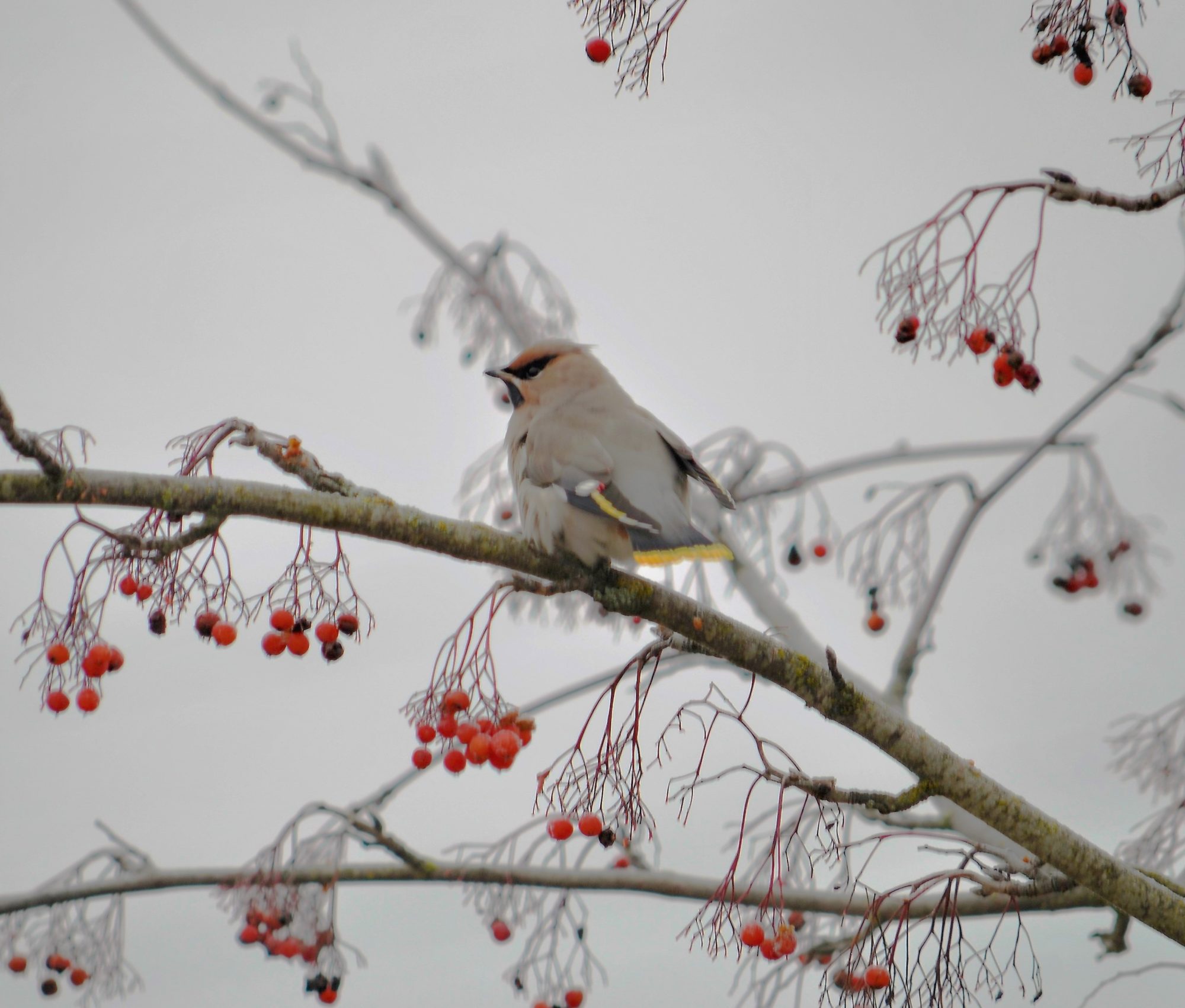 Valokuvaaja: satu välimaa Valokuvaaja: satu välimaa